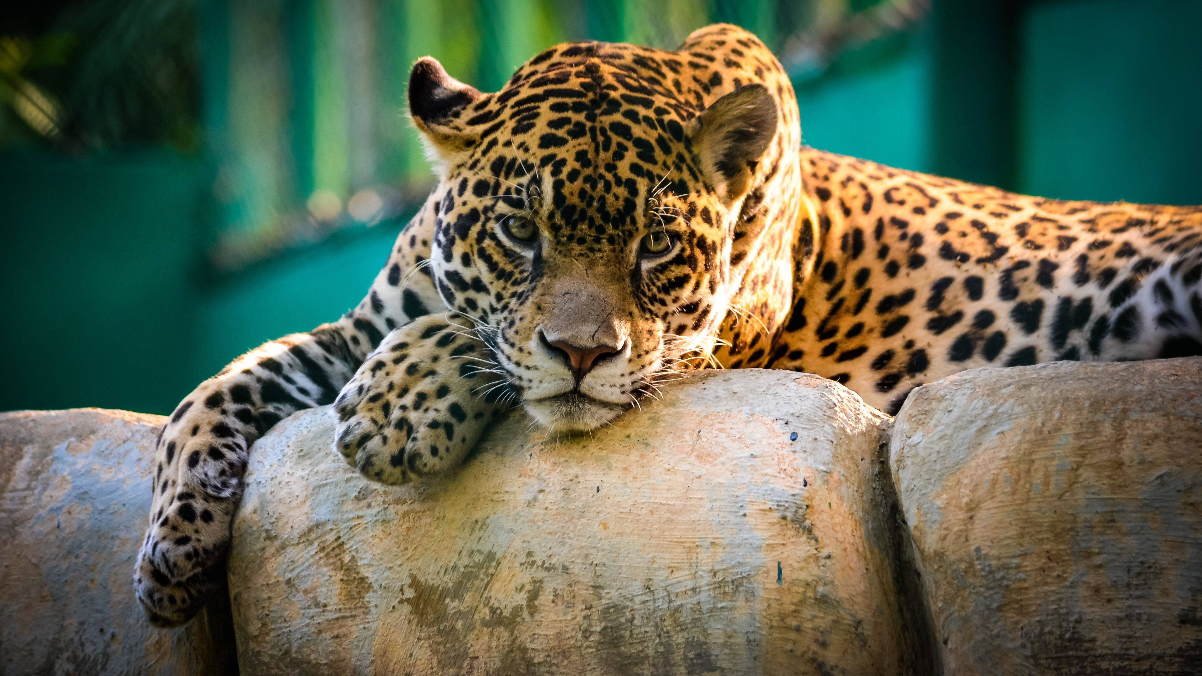 leopard stare hd, jaguar, weathered stone ledge, 4K Desktop Wallpaper