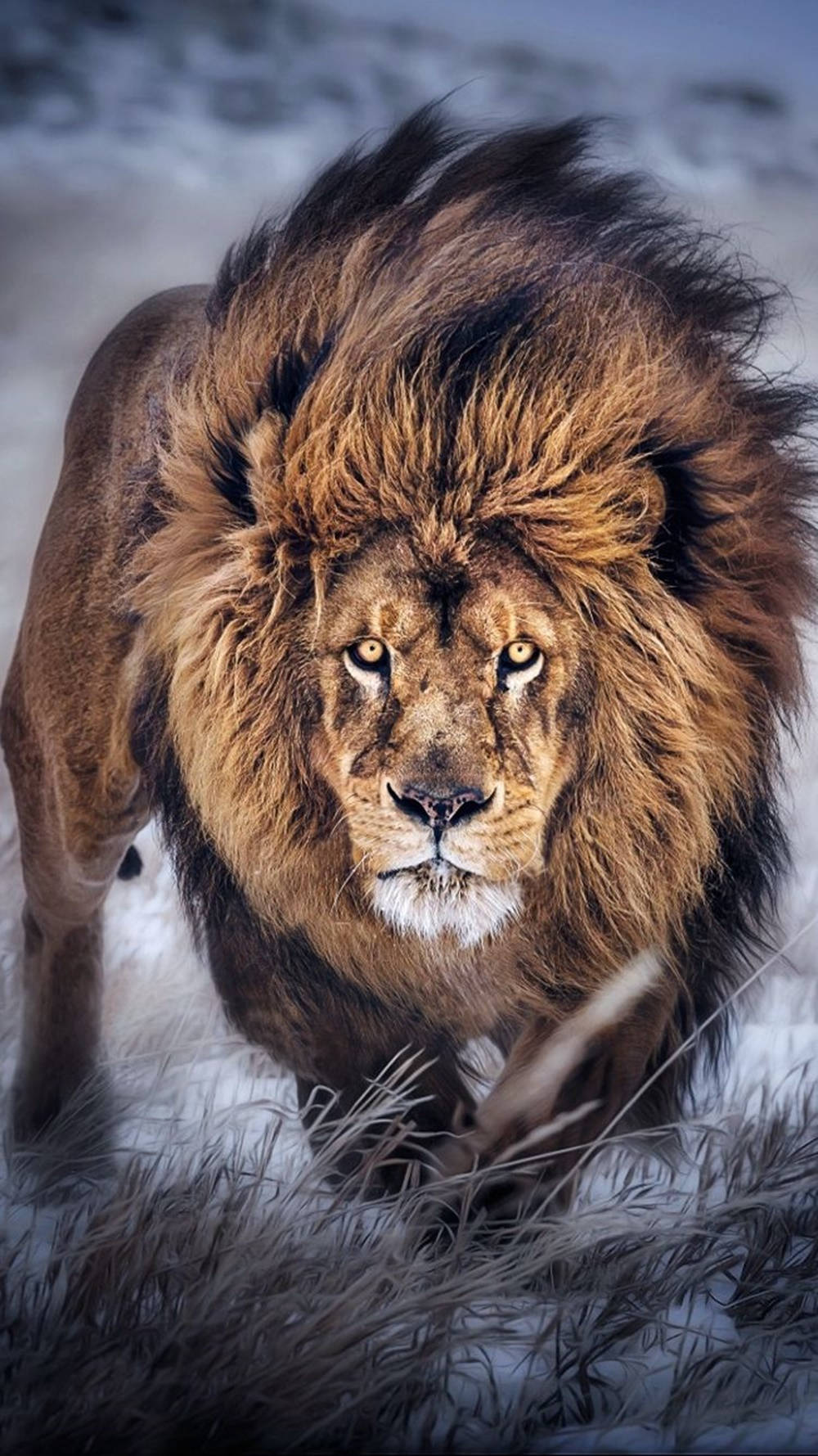 lion, iPhone, snow-covered field, HD Phone Wallpaper