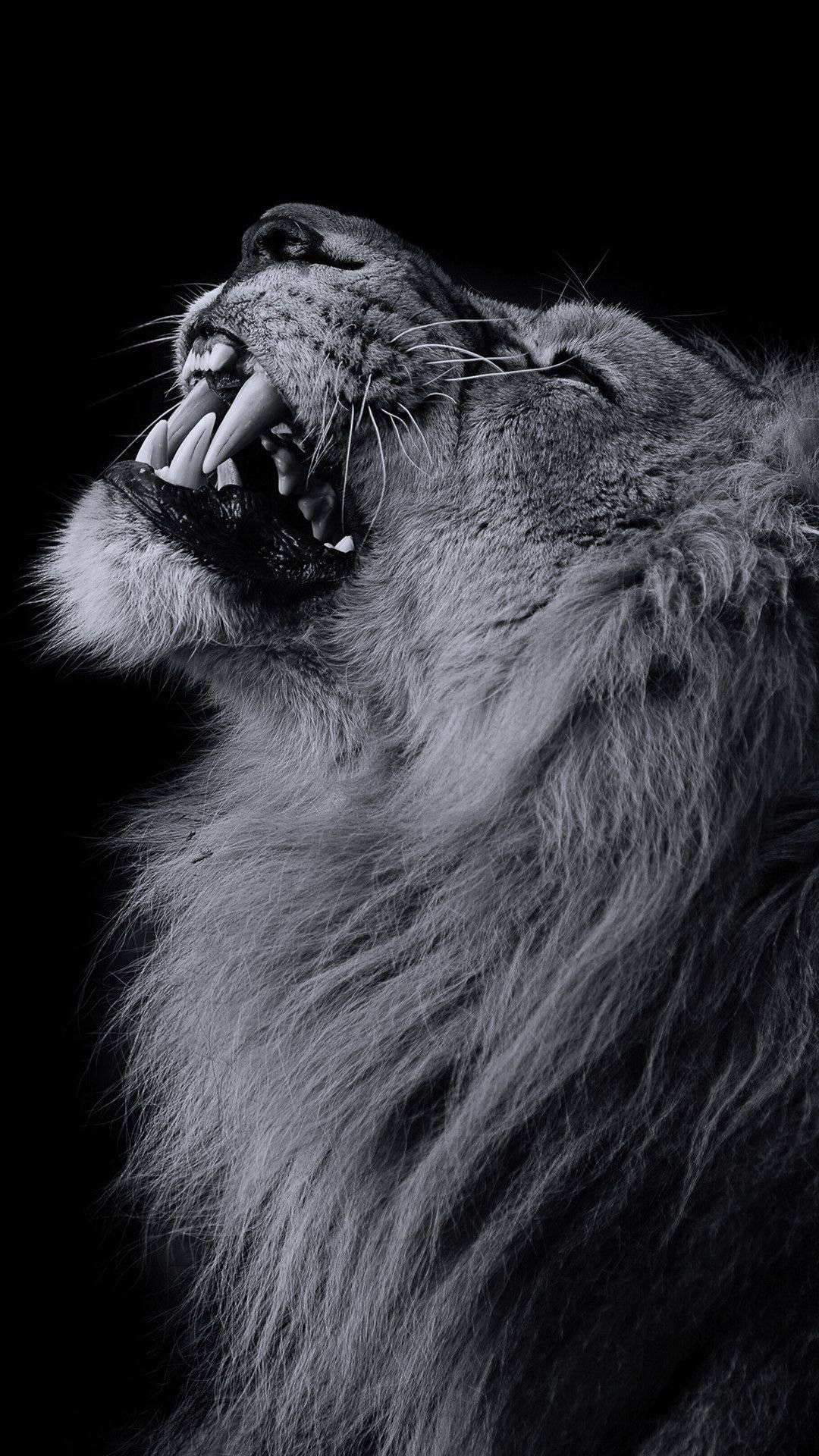 grayscale lion, iPhone, black, Full HD Phone Wallpaper
