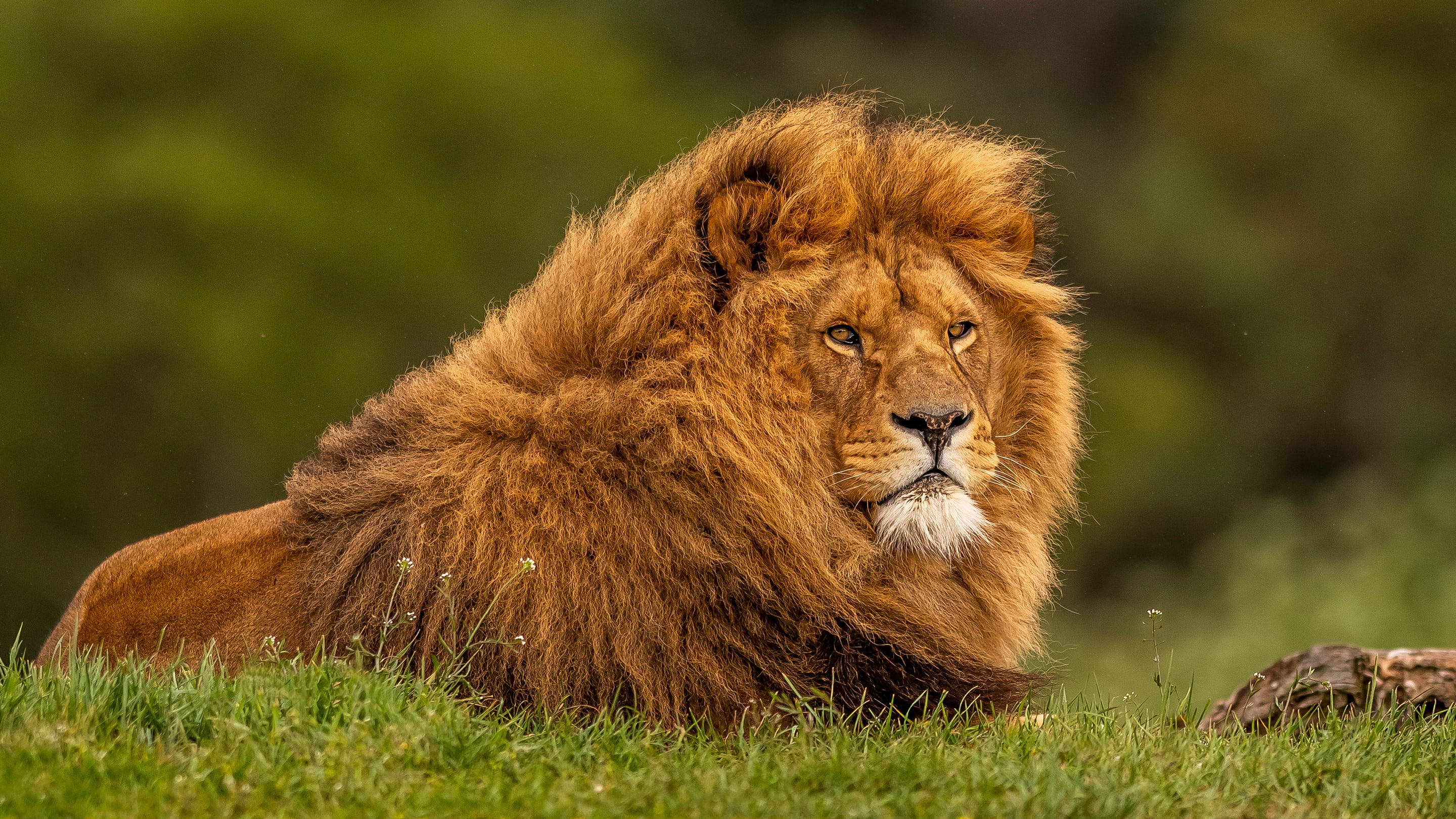 majestic lion, golden mane, vibrant green grass, 2K Desktop Wallpaper