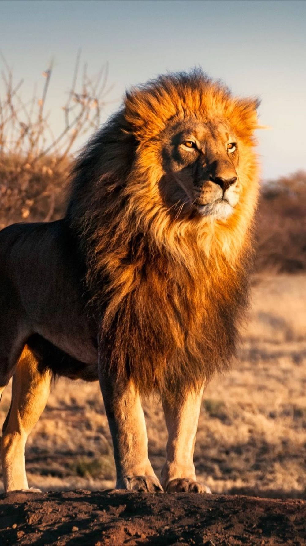 dried forest lion, golden hour, dry savanna, HD Phone Wallpaper