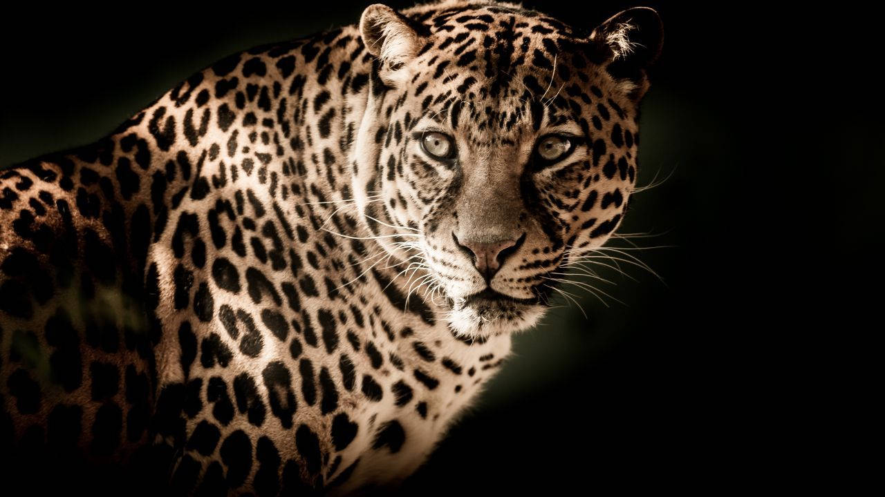 glowing animal leopard, leopard, glowing eyes, HD Desktop Wallpaper