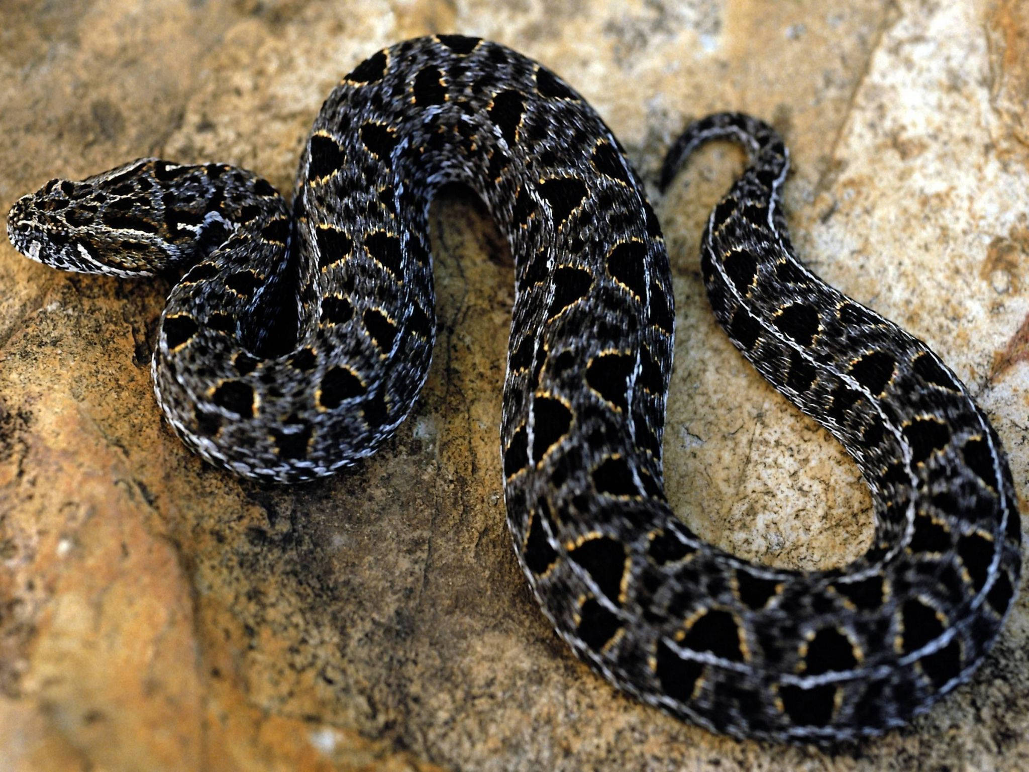 cottonmouth, triangular scale pattern, black and tan patterned snake, Full HD Desktop Wallpaper