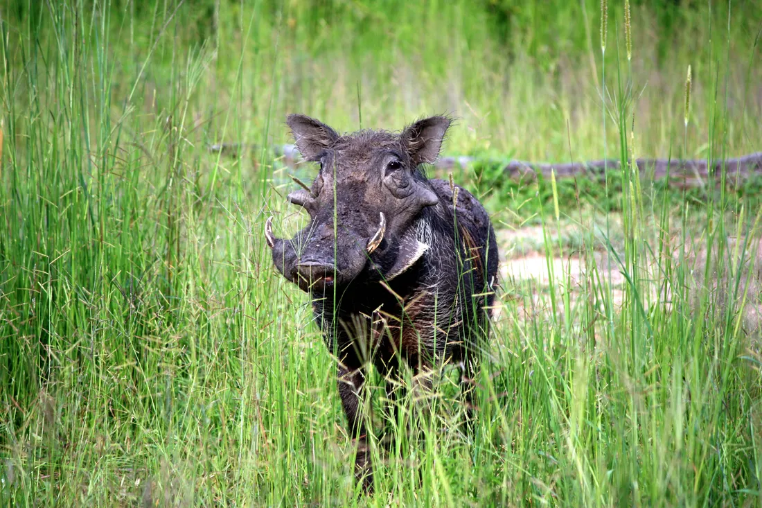 Wild Boar