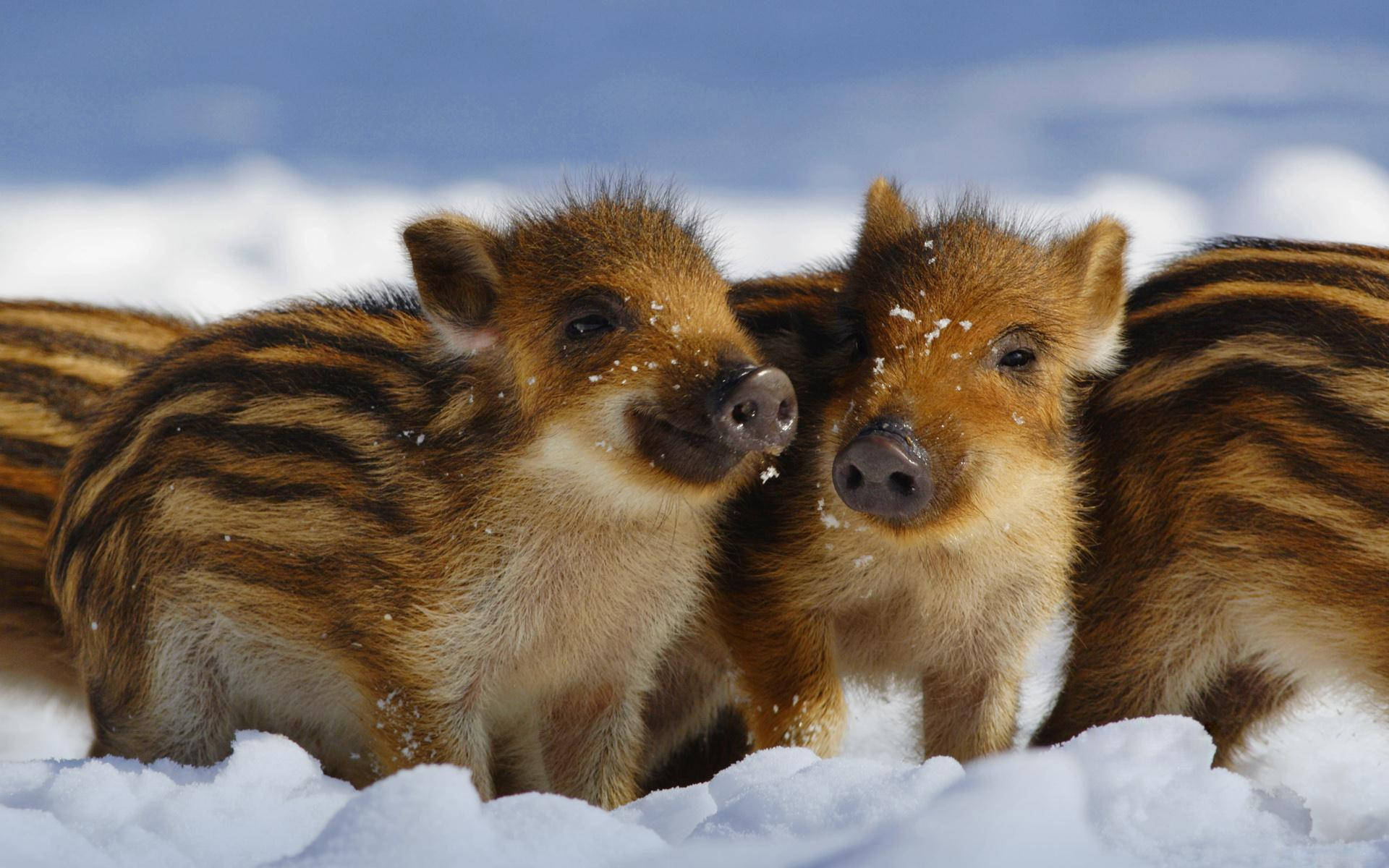 Little Wild Boar, striped baby wild boars, fresh snow, Full HD Desktop Wallpaper
