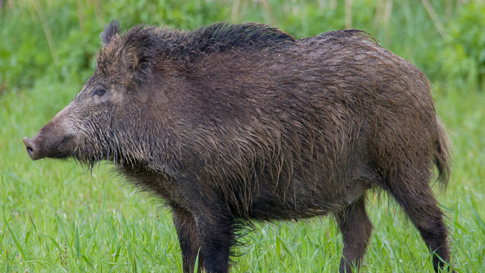 Wild Boar, vibrant green grass, natural daylight, Full HD Desktop Wallpaper