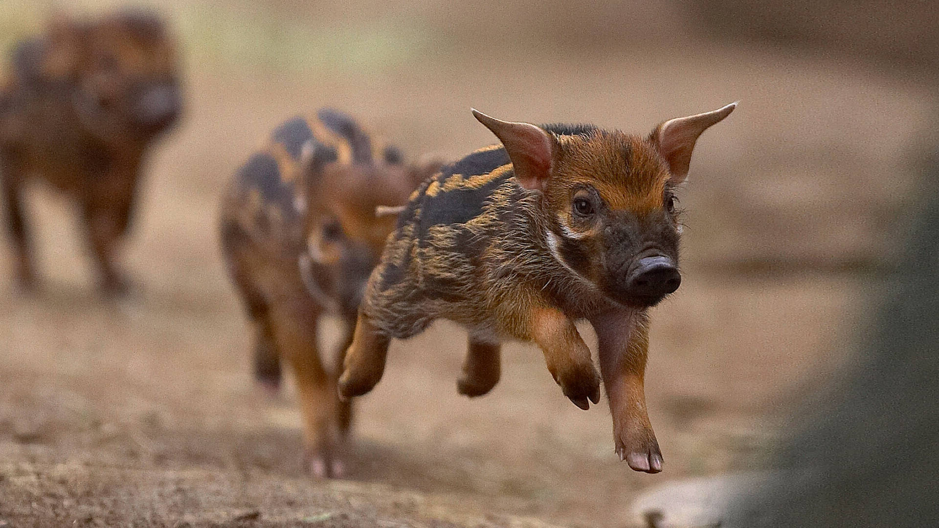 wild boar piglet, dusty ground, leaps midair, Full HD Desktop Wallpaper