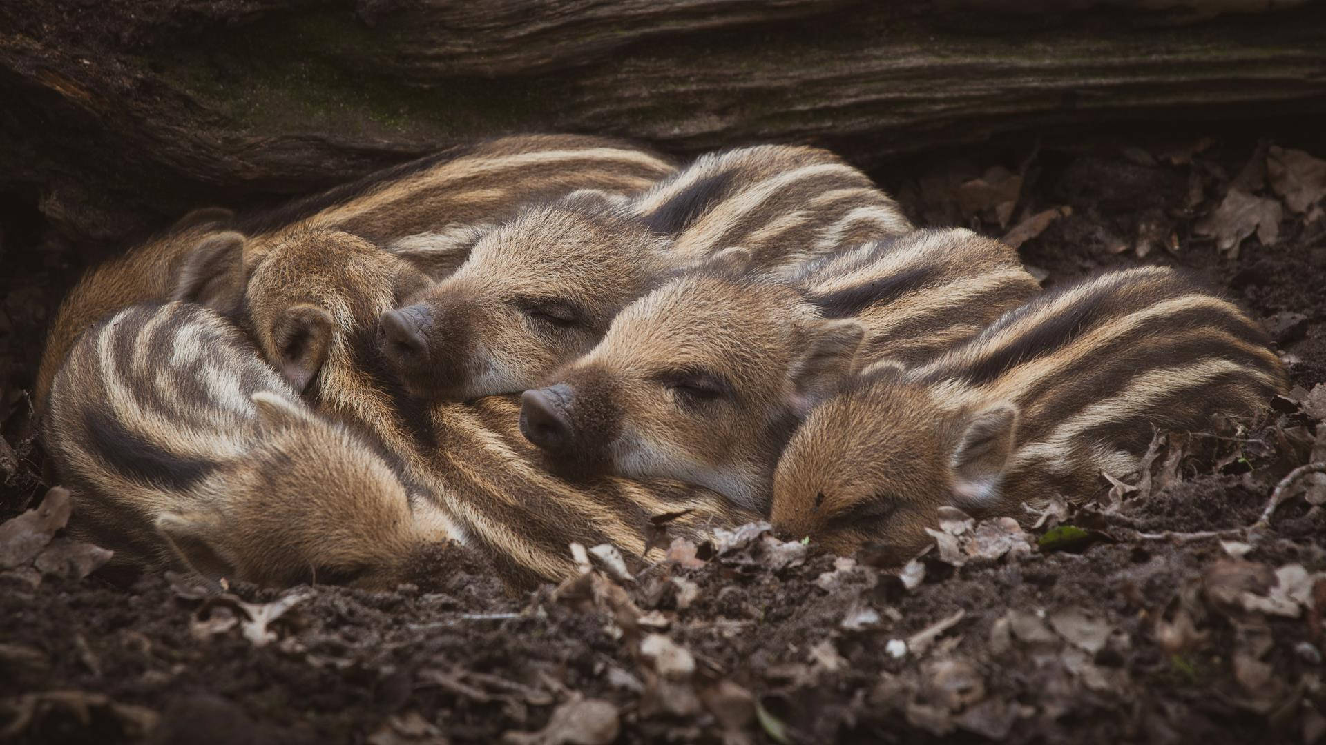 Serene Wild Boar Shoats, wild boar piglets, striped coats, Full HD Desktop Wallpaper