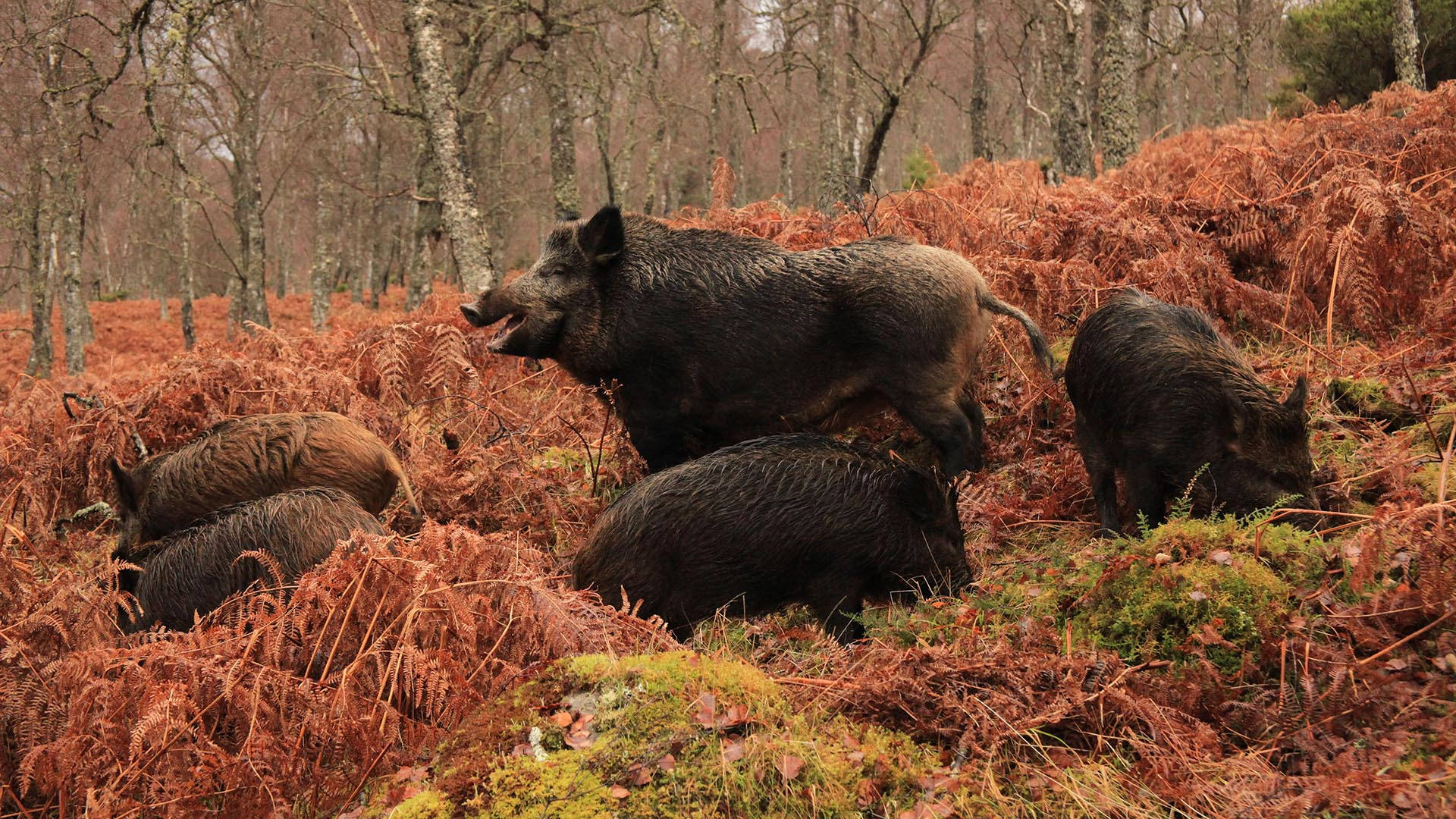 wild boar, family, dense field of rust-colored ferns, Full HD Desktop Wallpaper