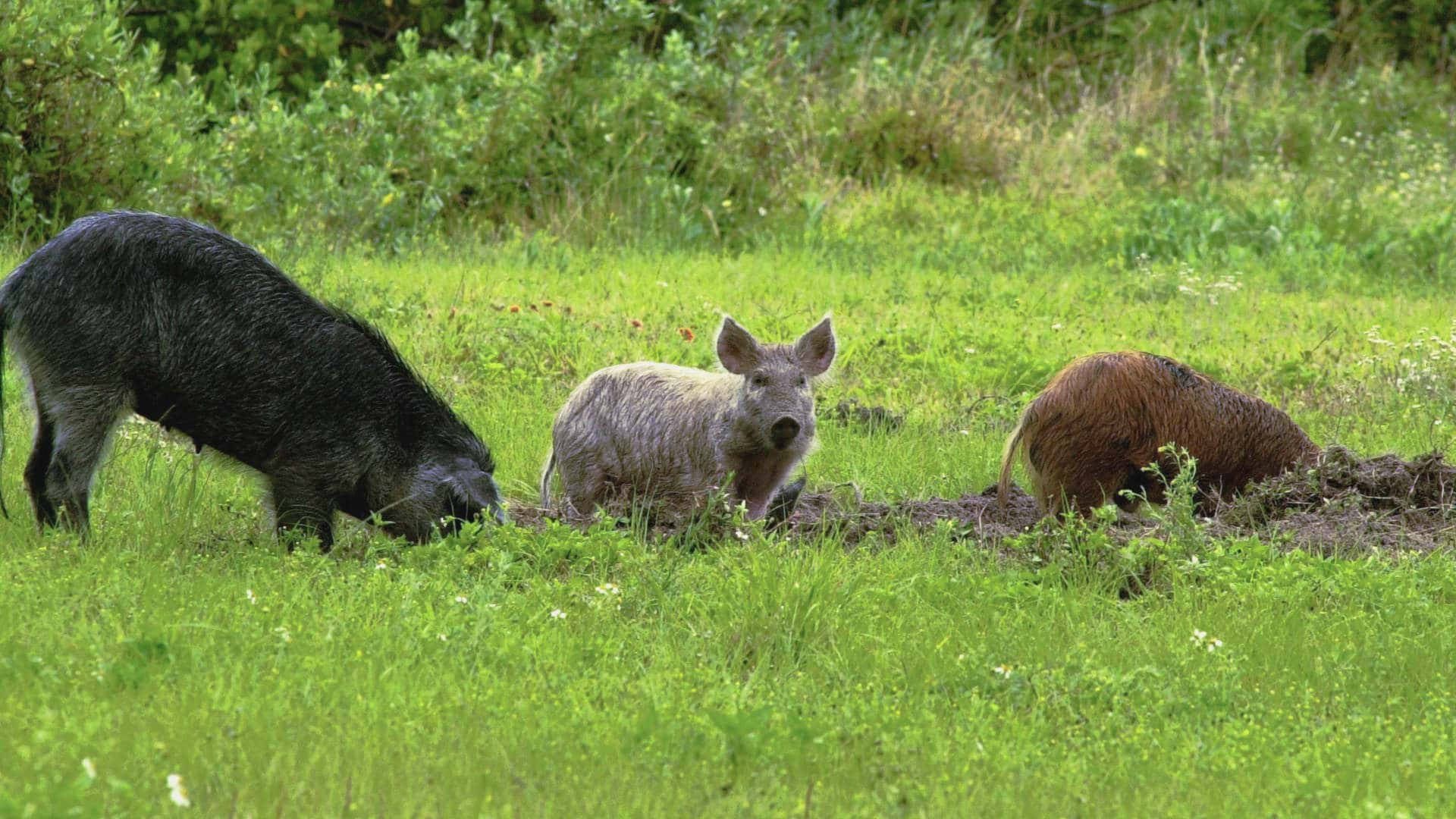 wild boars, sunlit grassy field, lush green foliage, Full HD Desktop Wallpaper