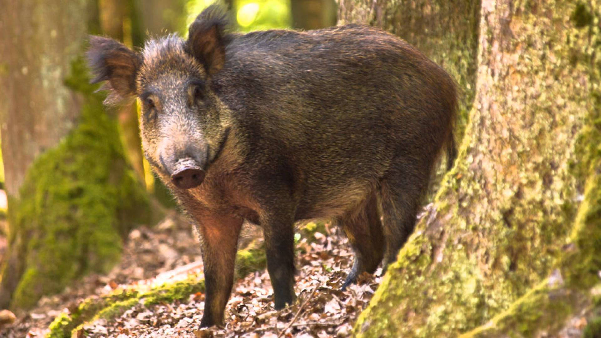 Wild Boar, sunlit forest, mossy trees, Full HD Desktop Wallpaper