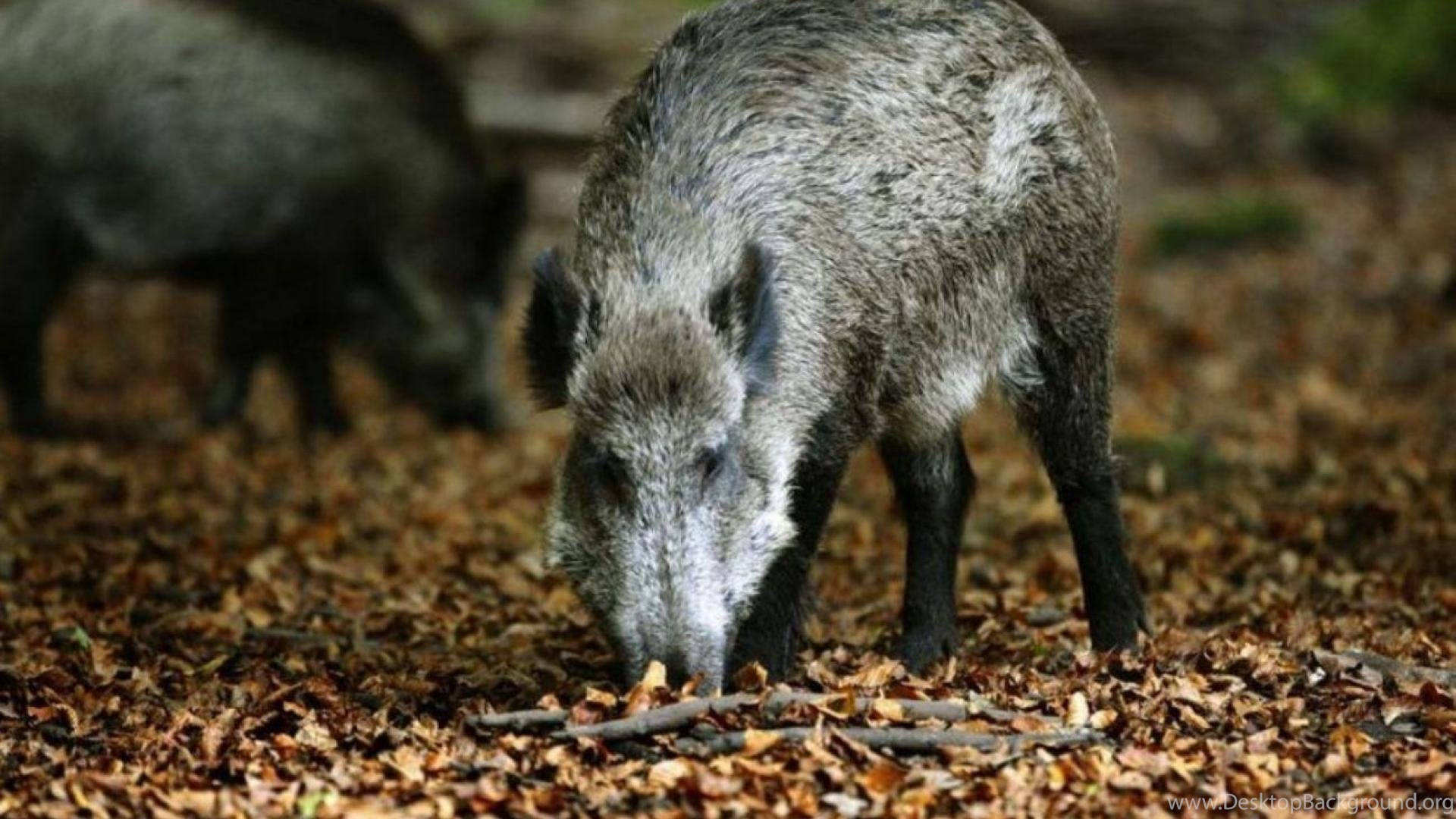 wild boar, coarse gray fur, autumn leaves, Full HD Desktop Wallpaper
