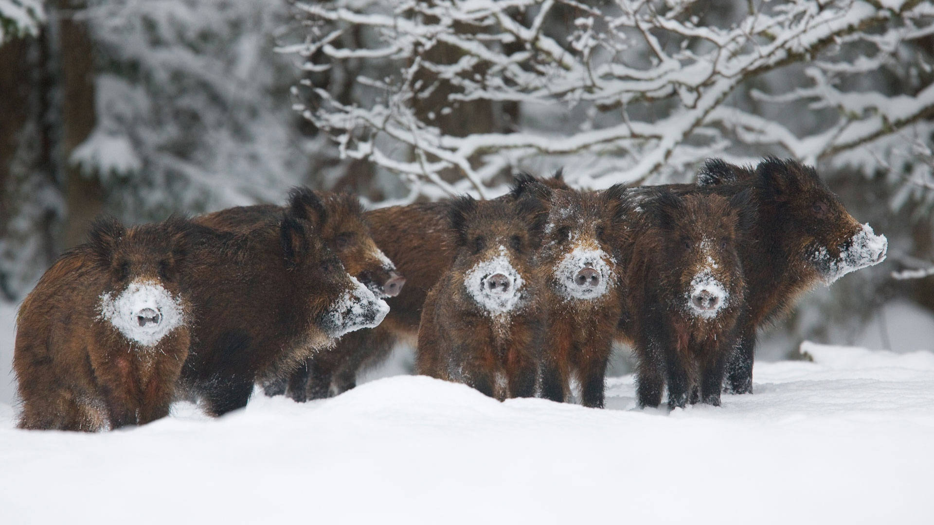 juvenile Mediterranean wild boar, snow-dusted faces, snowy forest clearing, Full HD Desktop Wallpaper