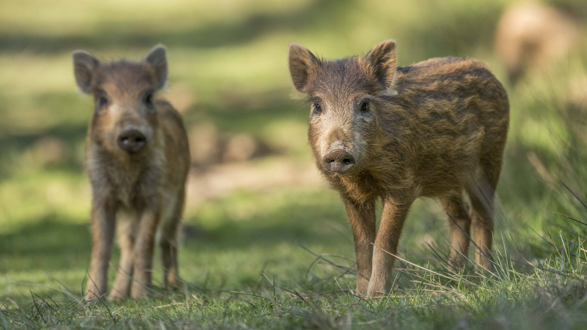 wild boar, piglets, sunlit grass, Full HD Desktop Wallpaper