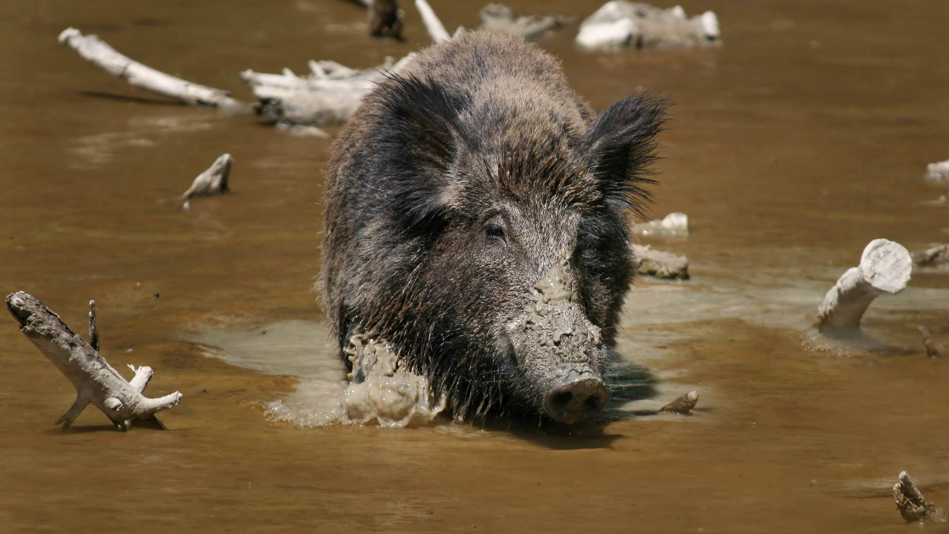 feral wild boar, muddy water, driftwood, Full HD Desktop Wallpaper