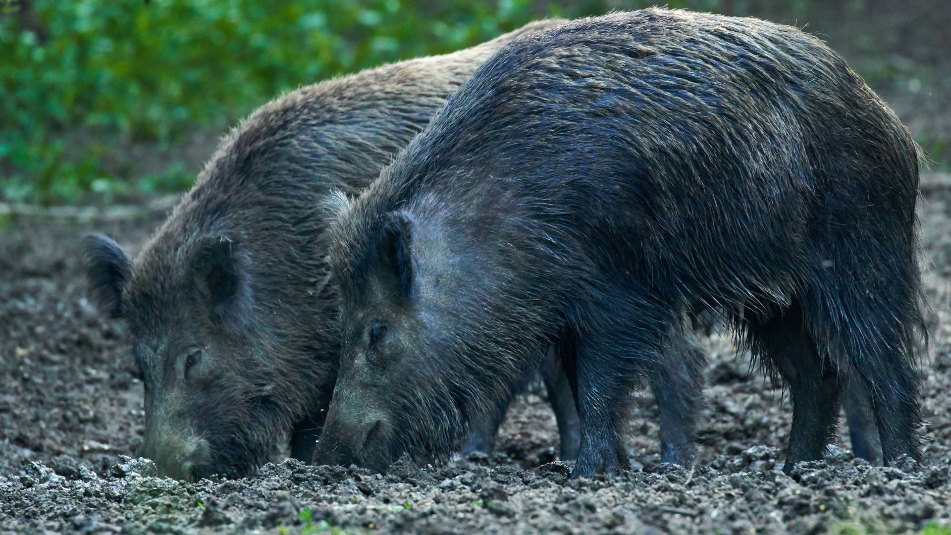 Wild Boar, muddy earth, green foliage, Full HD Desktop Wallpaper
