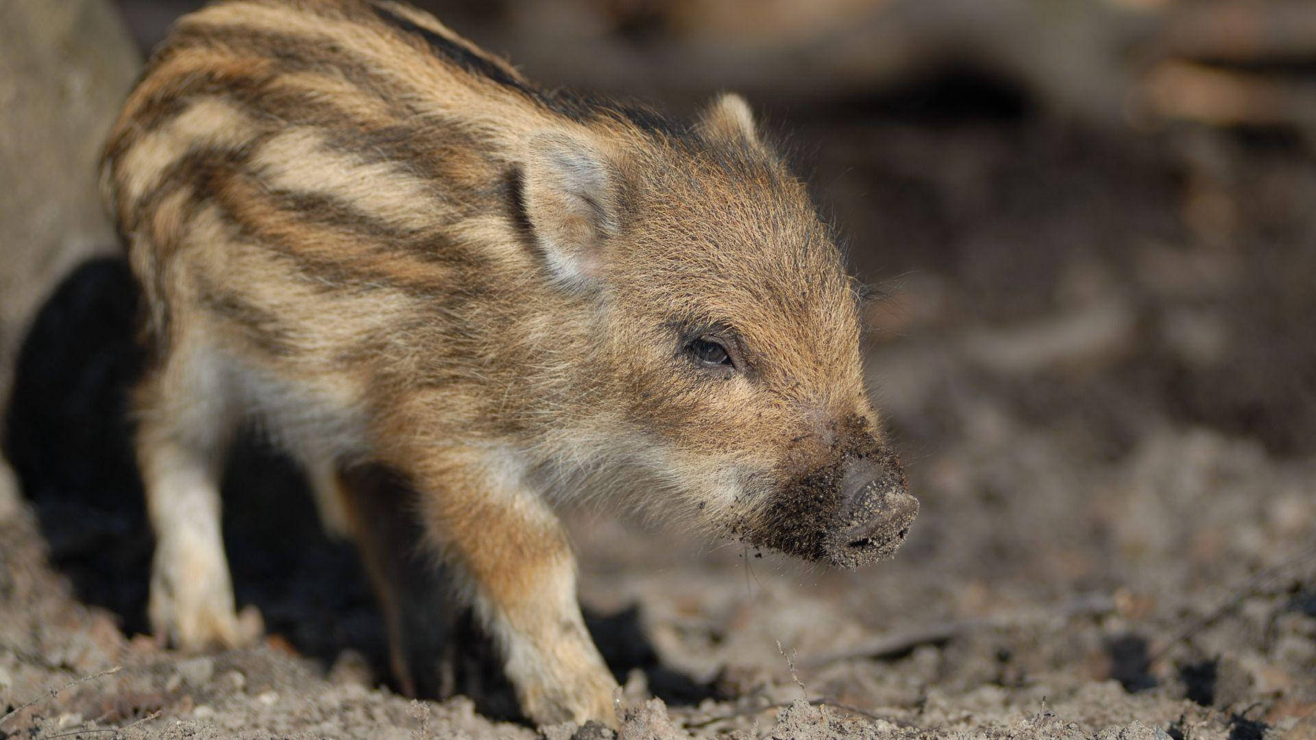 wild boar, striped fur, dirt ground, Full HD Desktop Wallpaper