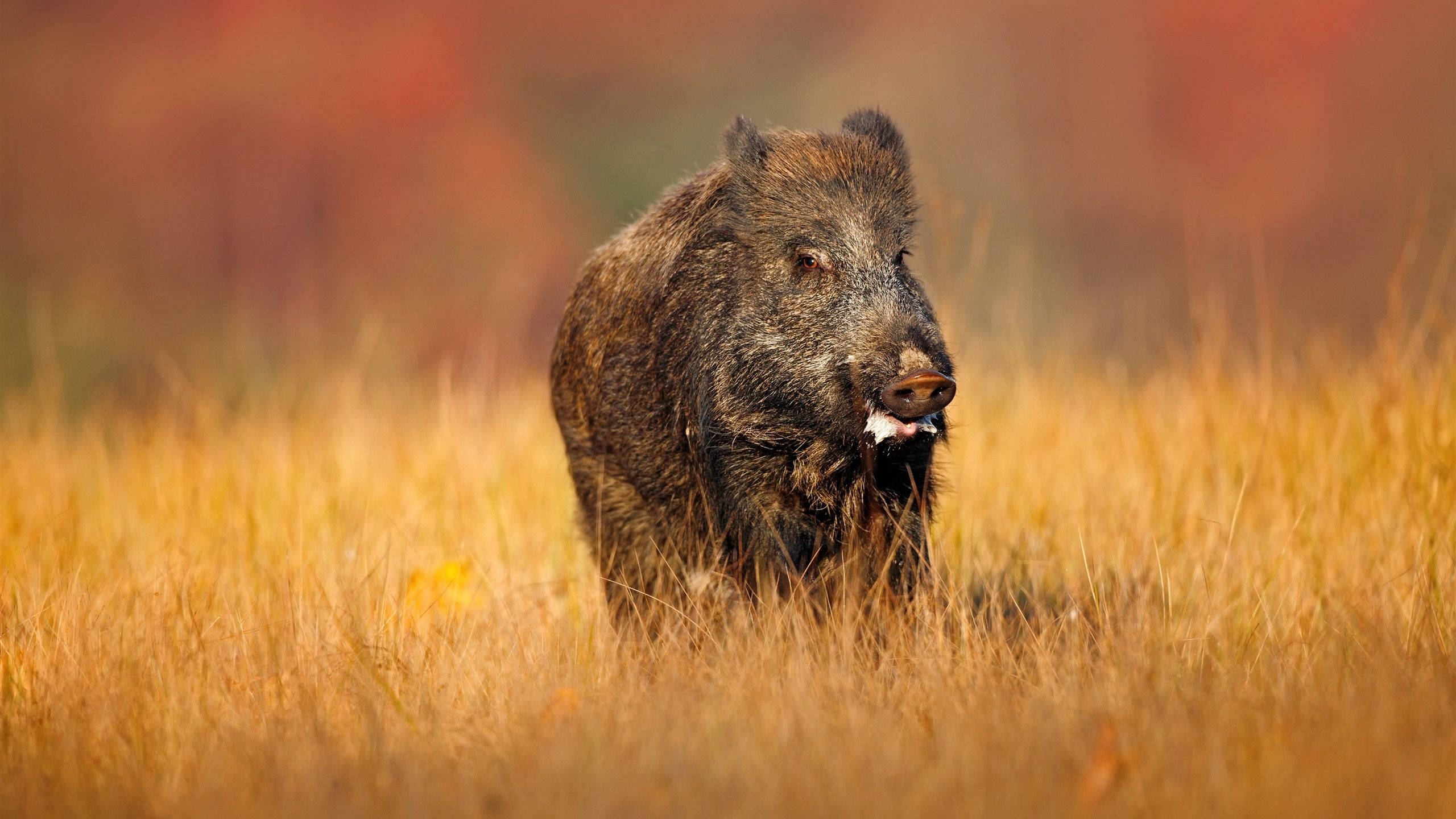 Wild Boar, aesthetic field, tall golden grass, 2K Desktop Wallpaper