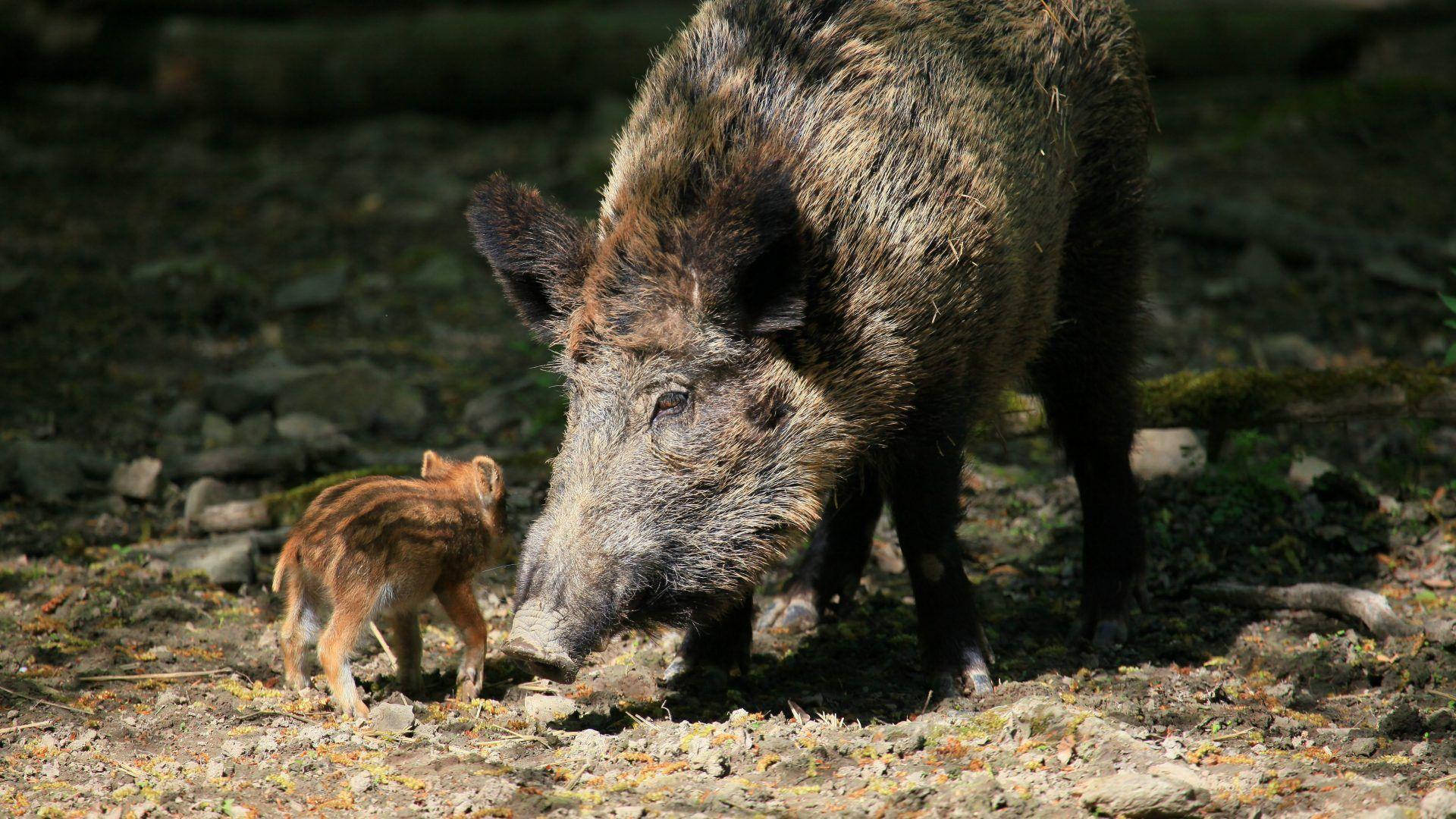Wild Boar, fawn-colored piglet, sunlit forest clearing, Full HD Desktop Wallpaper