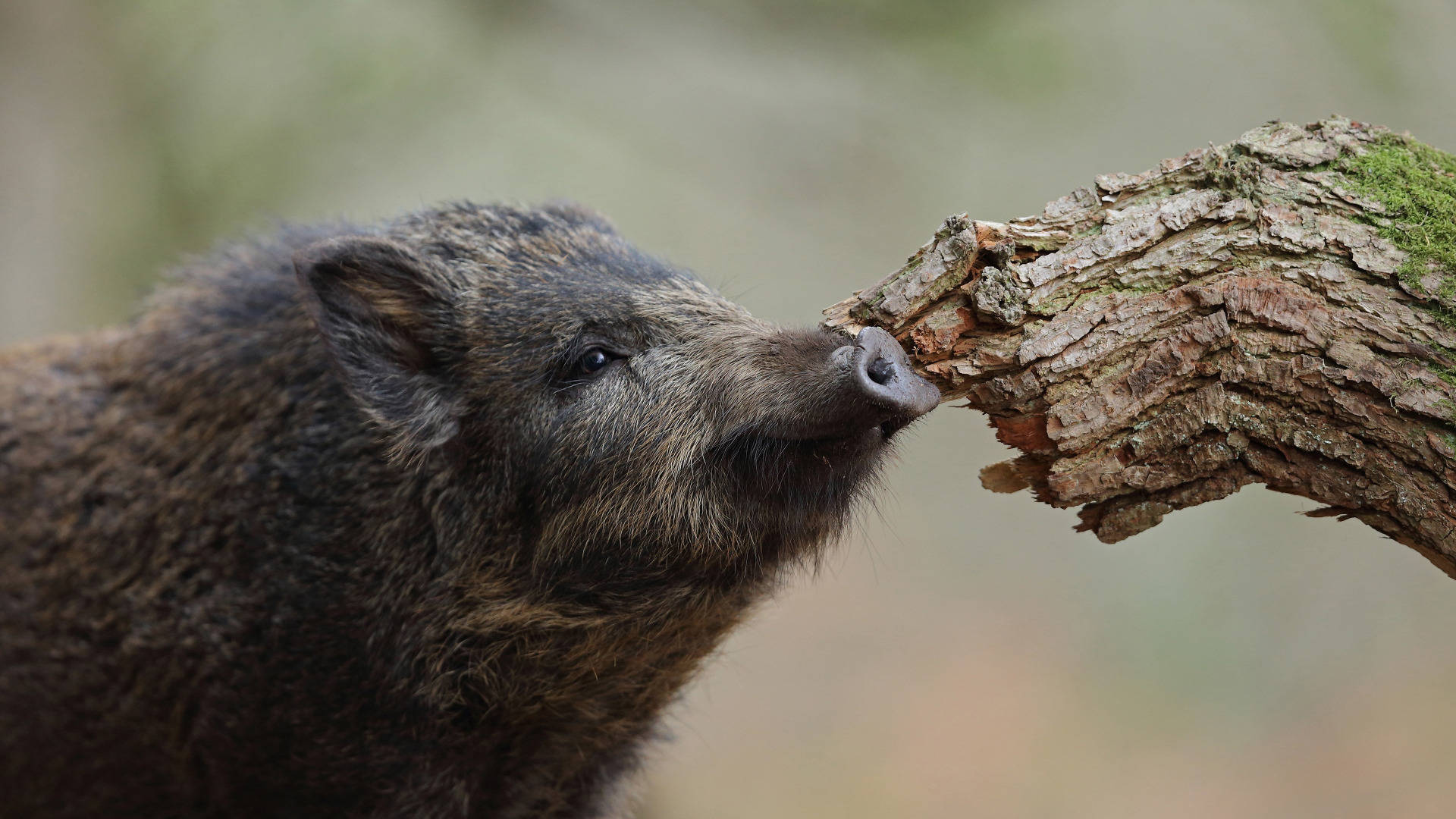 wild boar, mossy tree branch, forest, Full HD Desktop Wallpaper
