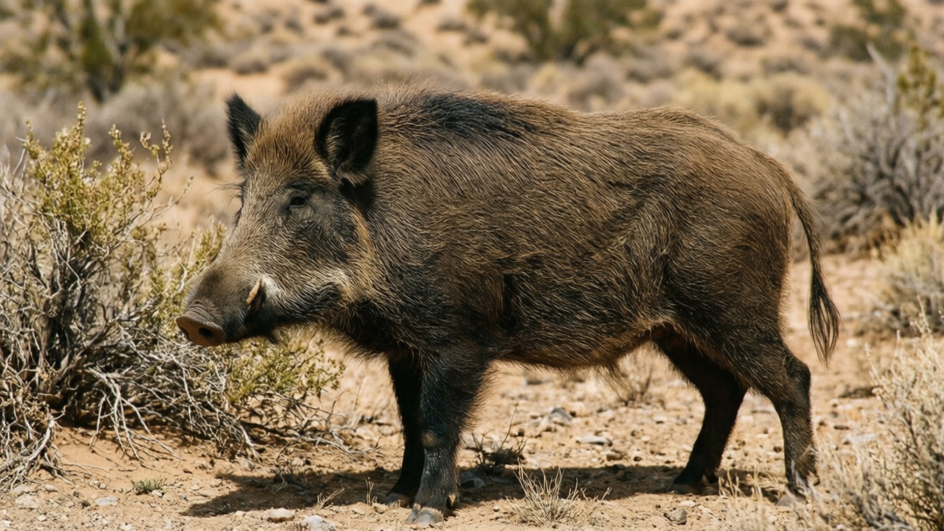 Desert Boar, wild boar, dark bristly fur, Full HD Desktop Wallpaper