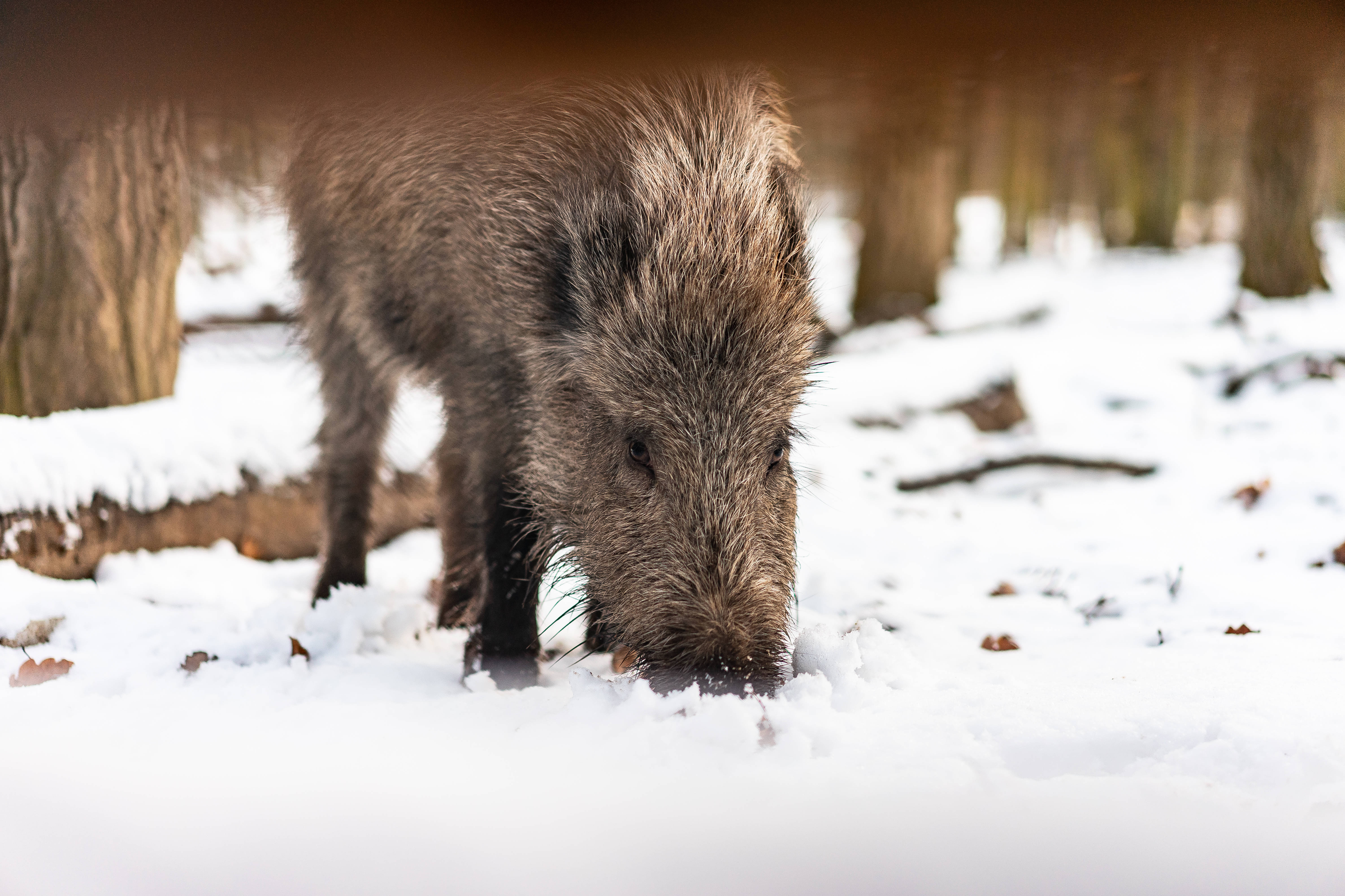 Wild Boar, snow, bare winter trees, 5K Desktop Wallpaper