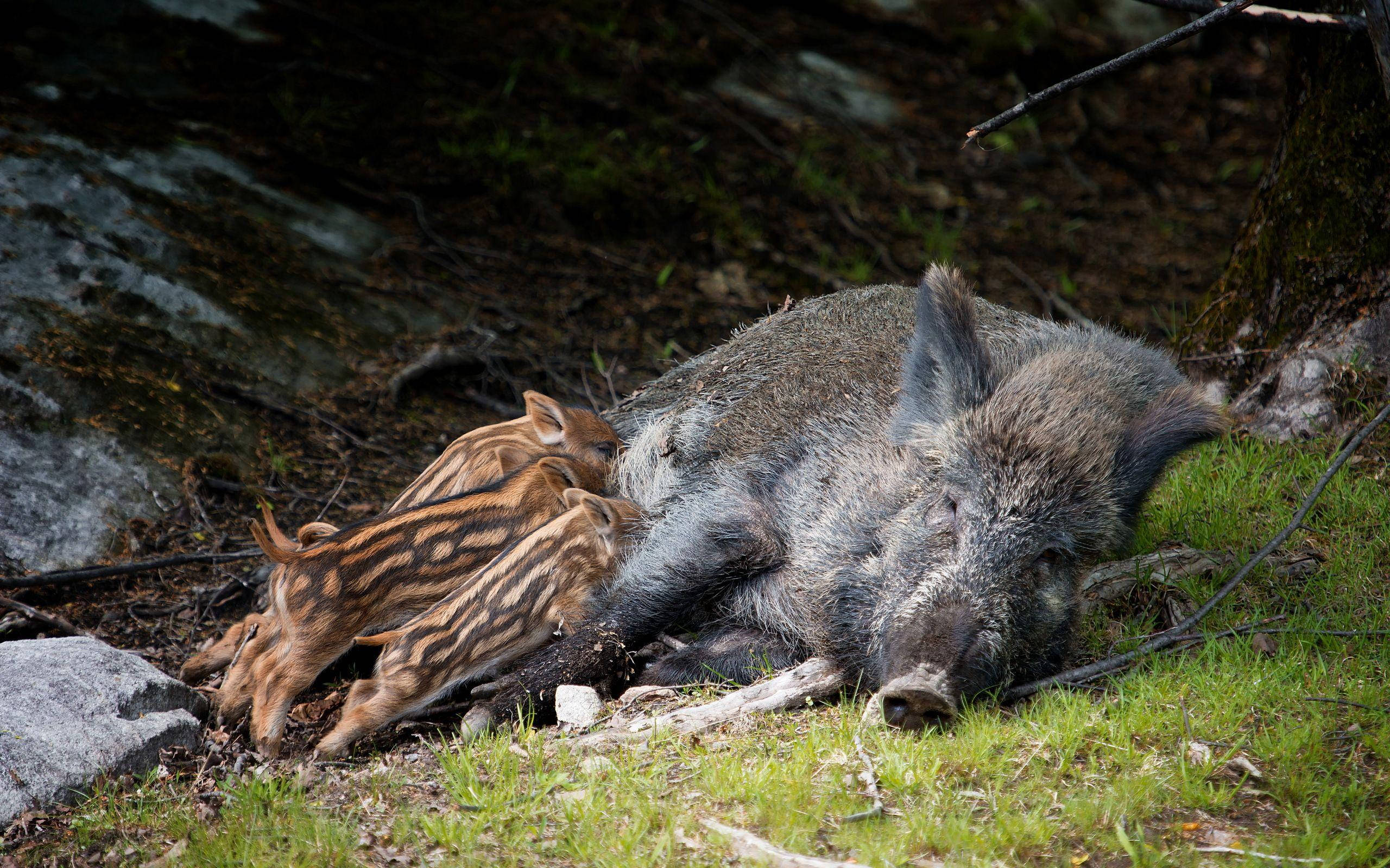 wild boar, wild boar mother, striped piglets, 2K Desktop Wallpaper