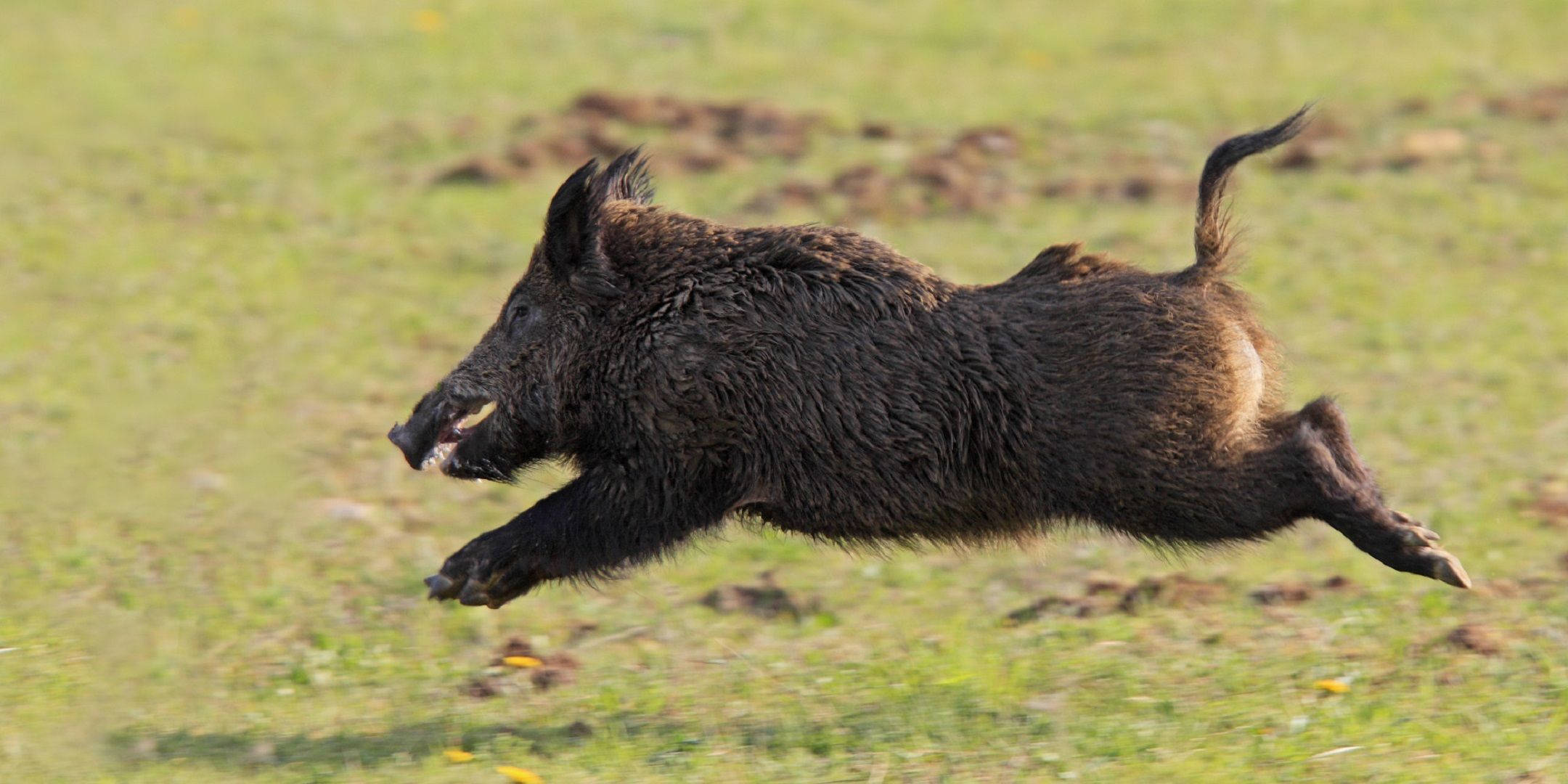 Wild Boar, sunlit grassy field, dark-furred, Full HD Desktop Wallpaper