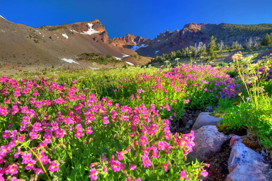 Wild Flower In Meadows
