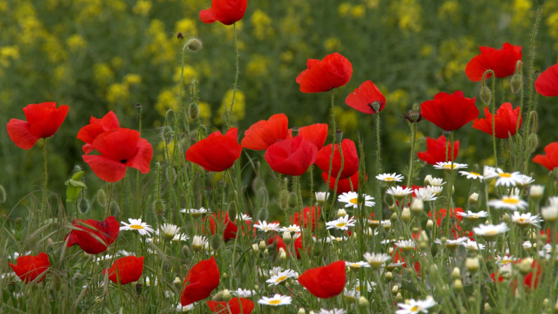 wild flower in meadows, vibrant red poppies, white daisies, Full HD Desktop Wallpaper