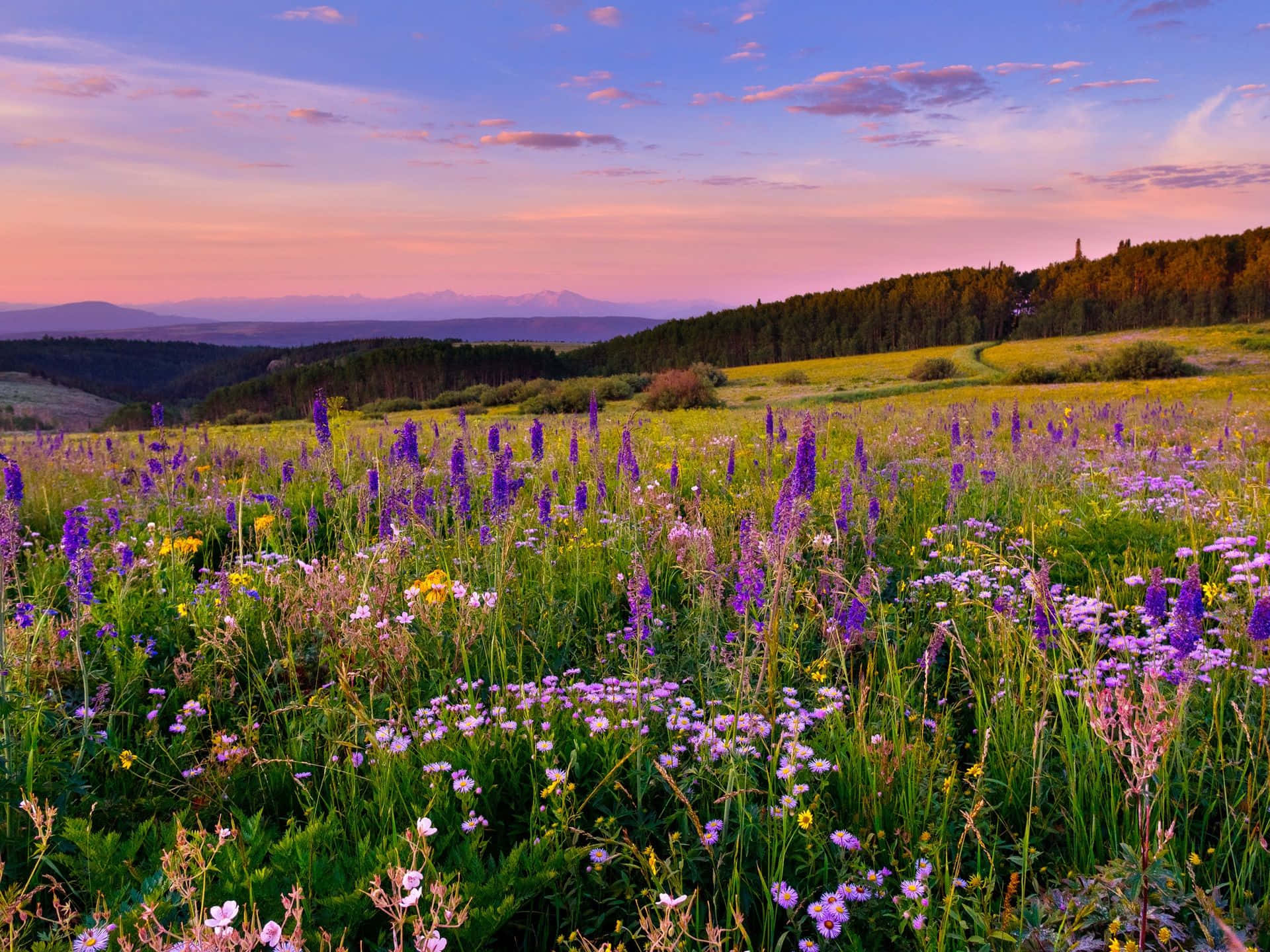 wild flower in meadows, purple and yellow wildflowers, soft pink and purple sunset sky, Full HD Desktop Wallpaper