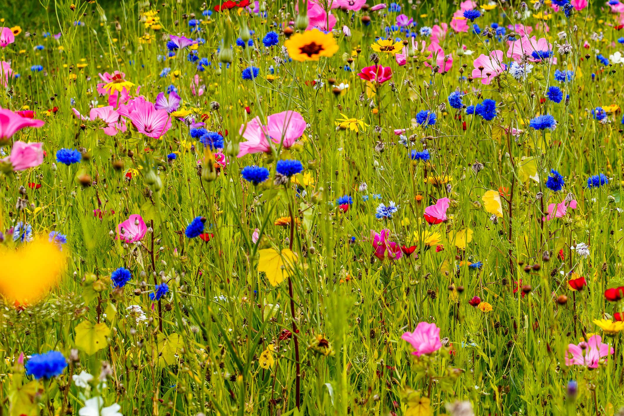 wild flower in meadows, pink, blue, Full HD Desktop Wallpaper