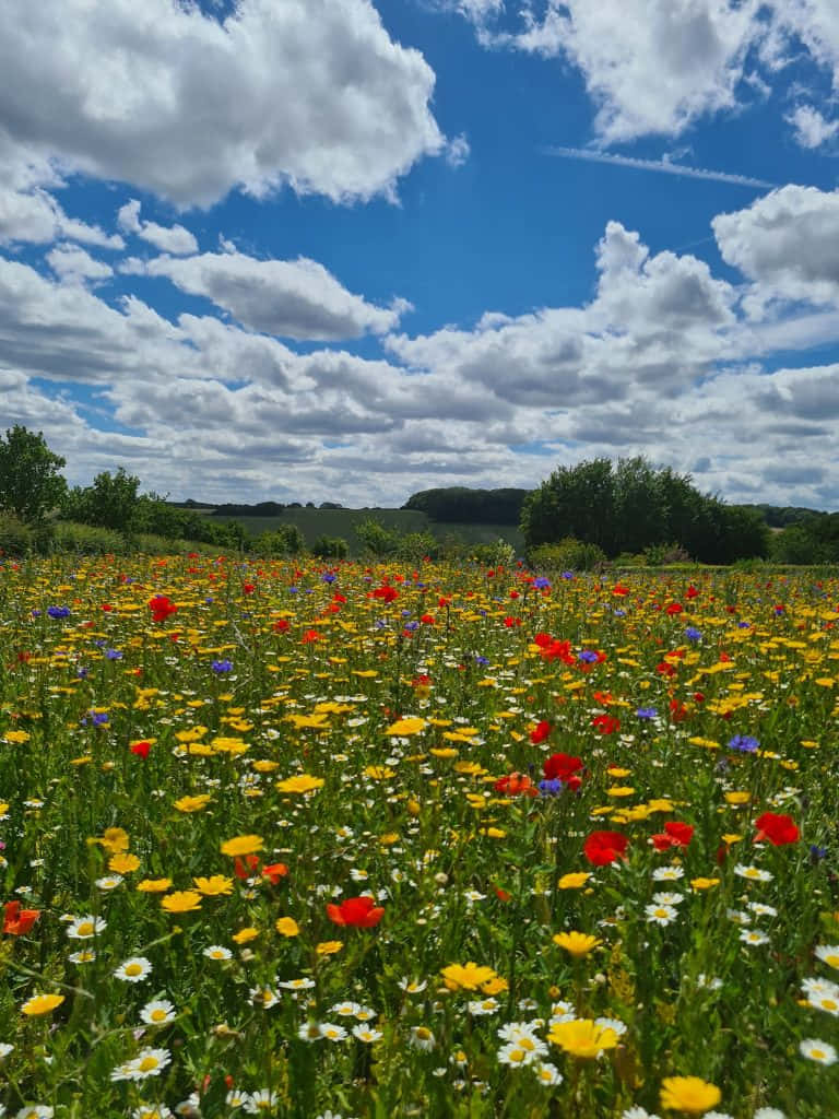 wild flower in meadows, yellow, red, SD Phone Wallpaper