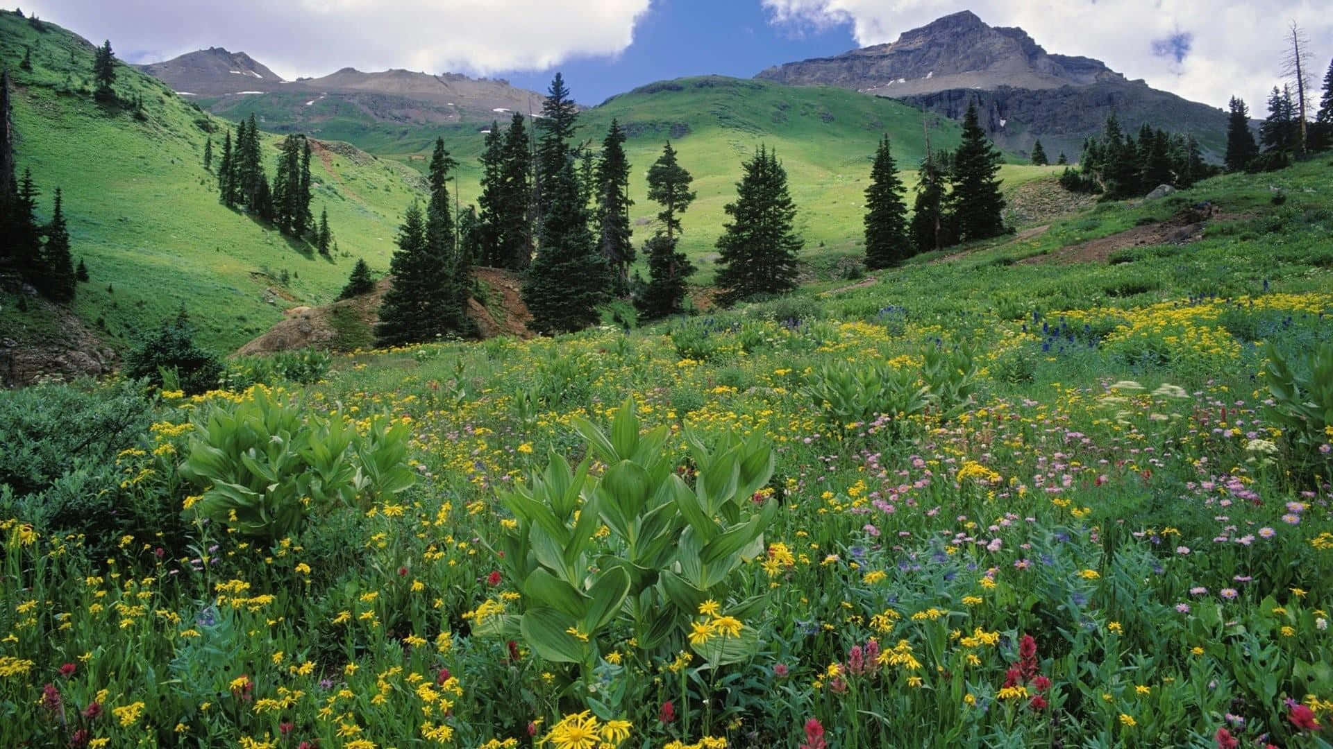 wild flower in meadows, yellow, pink, Full HD Desktop Wallpaper