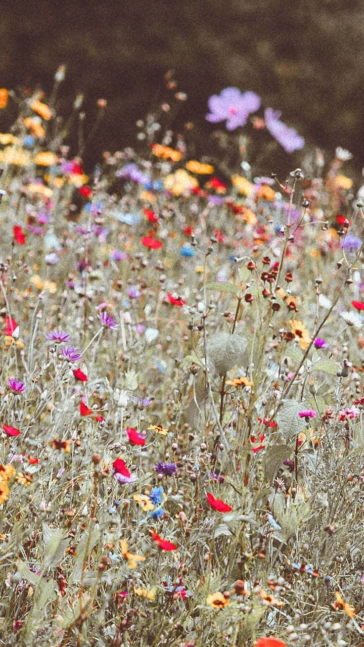 wild flower in meadows, vibrant wild flowers, sunlit meadow, HD Phone Wallpaper