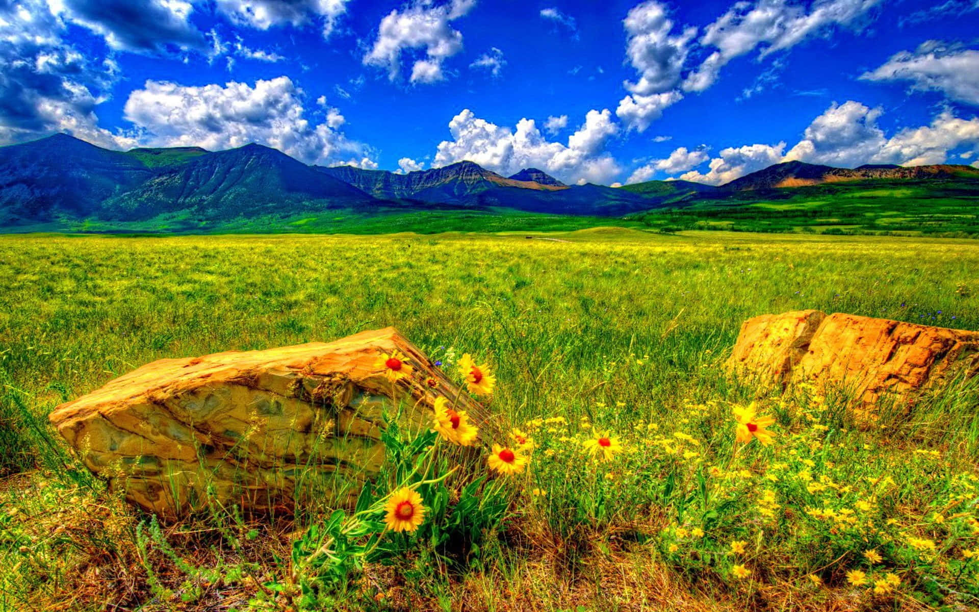 wild flower in meadows, yellow wildflowers, weathered rocks, Full HD Desktop Wallpaper
