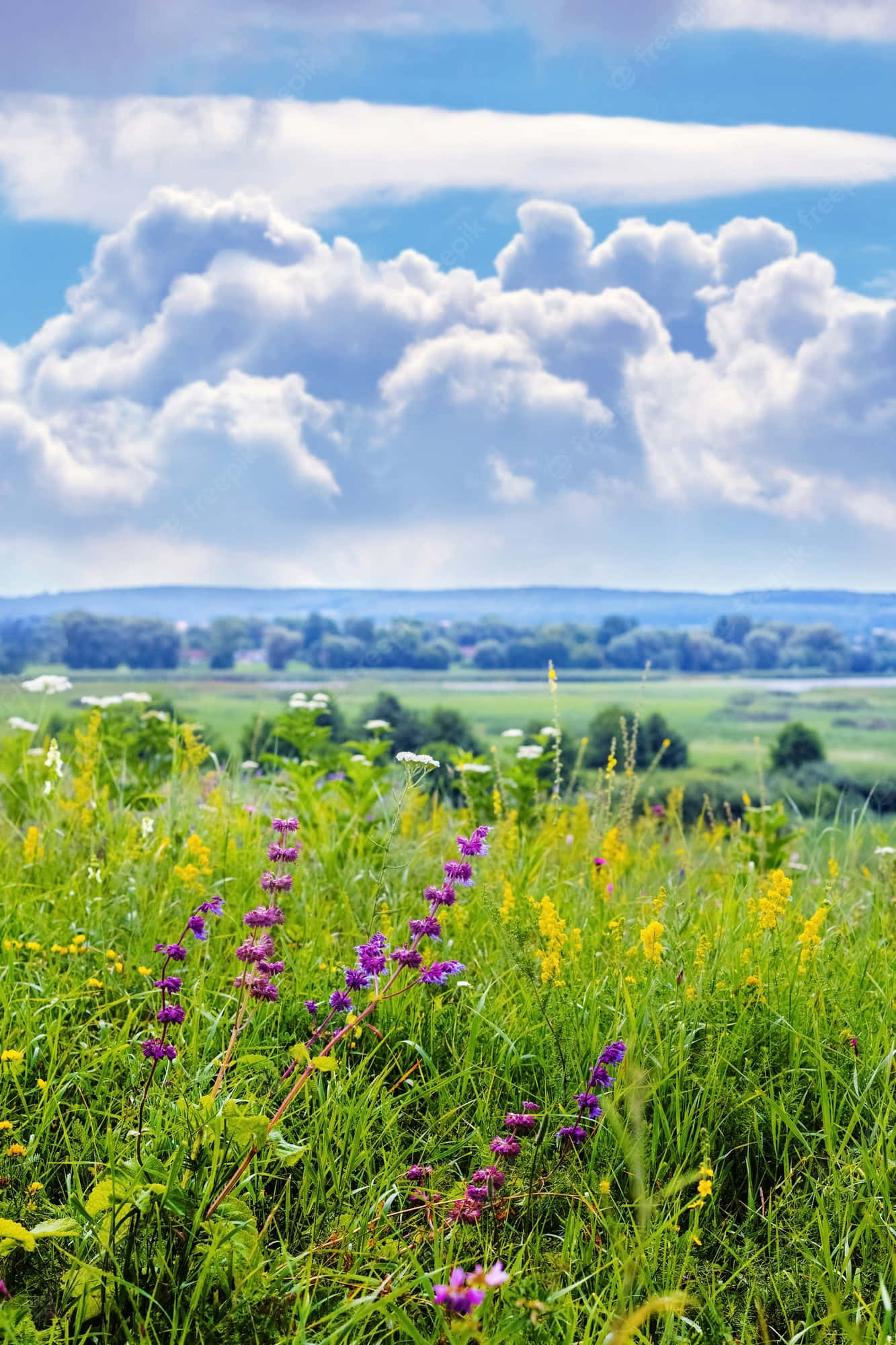 wild flower in meadows, purple, yellow, Full HD Phone Wallpaper