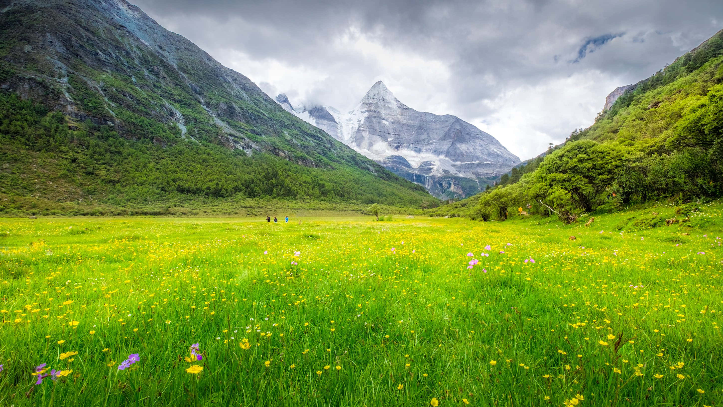 wild flower in meadows, yellow and purple wildflowers, lush meadow, 2K Desktop Wallpaper