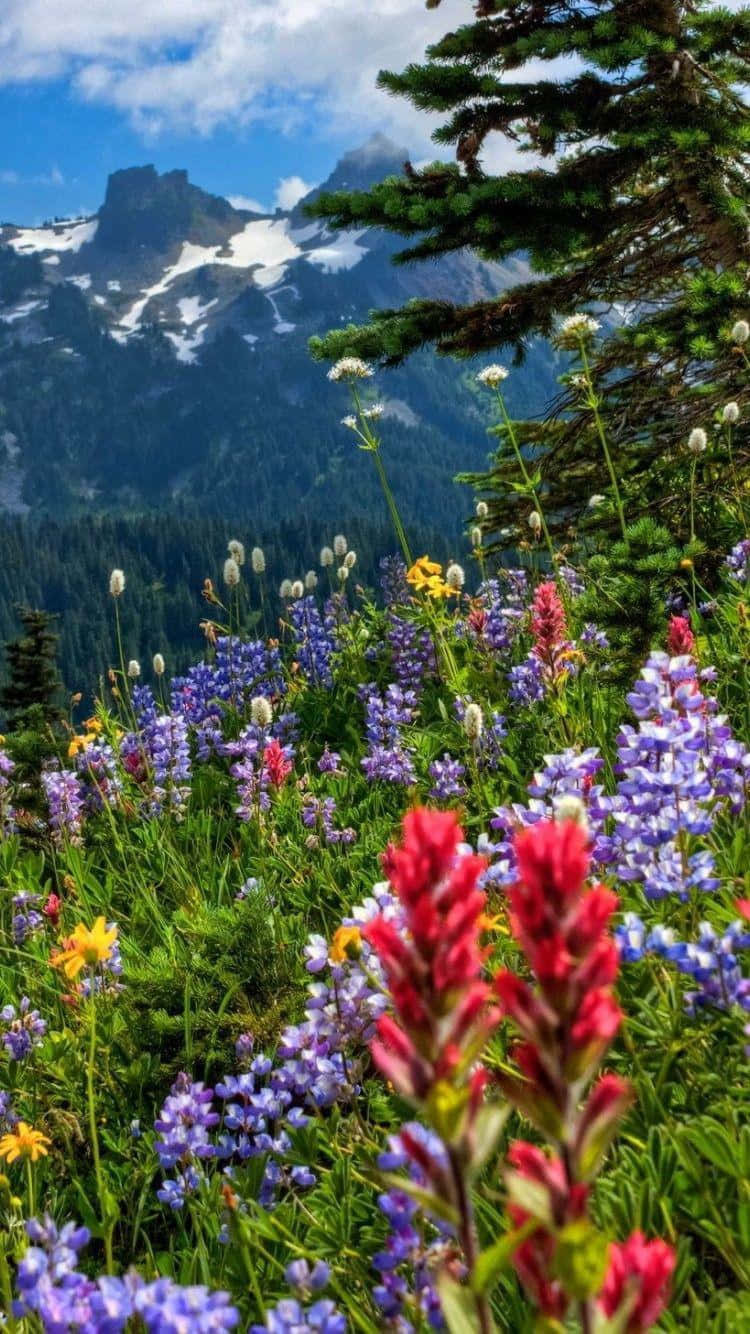 wild flower in meadows, vibrant wildflowers, lush meadow, HD Phone Wallpaper