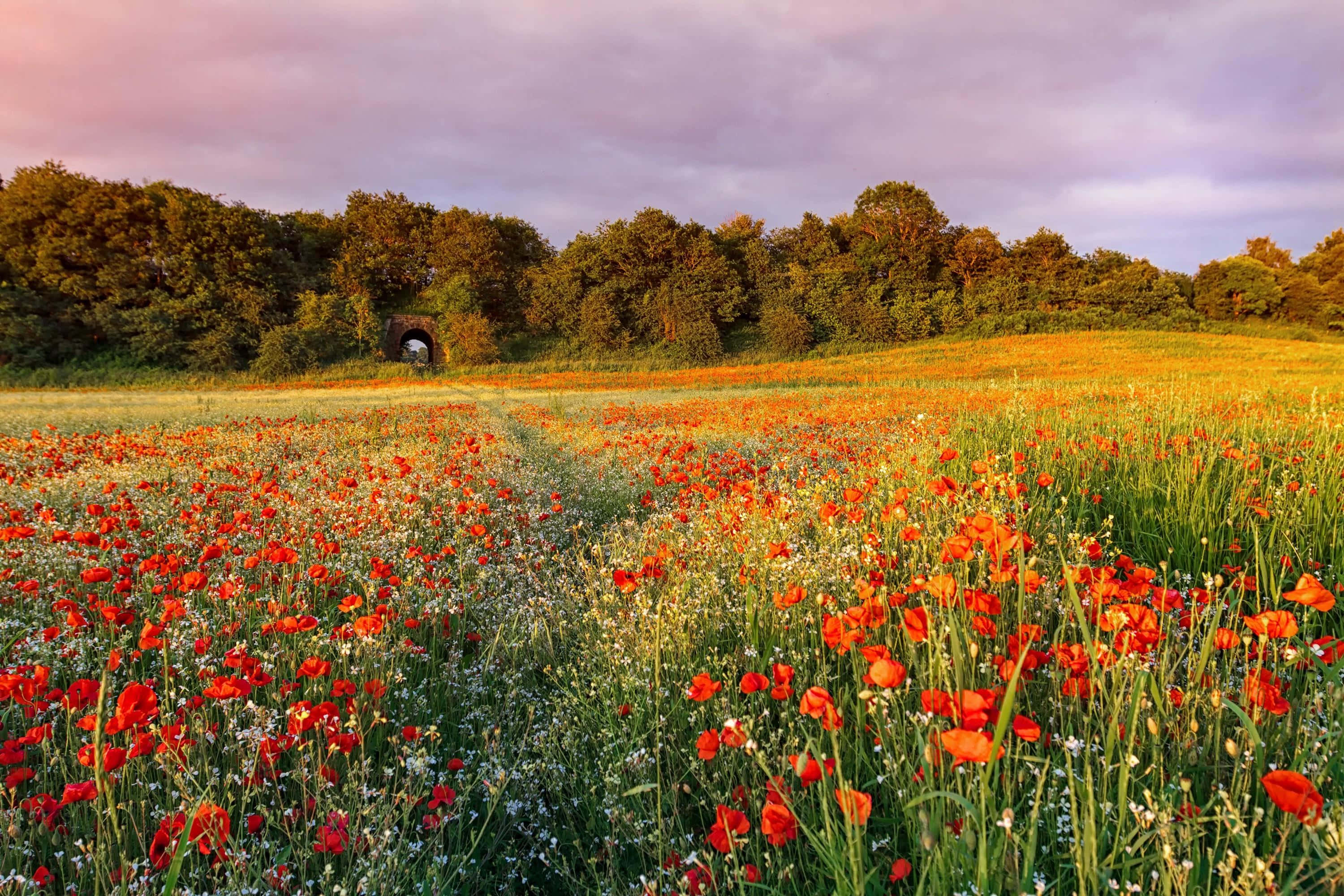 wild flower in meadows, red poppies, white flowers, 2K Desktop Wallpaper