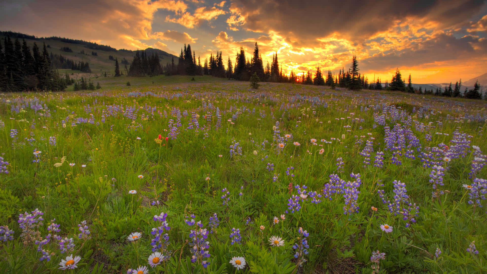 wild flower in meadows, golden sunset, purple lupines, Full HD Desktop Wallpaper