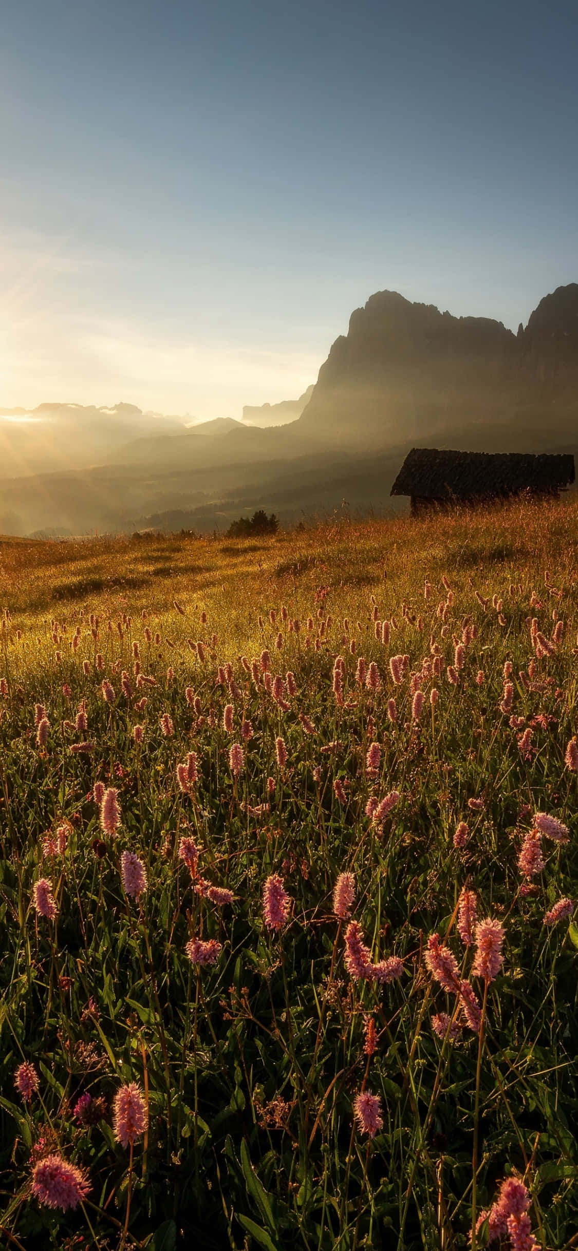 wild flower in meadows, pink flowers, distant mountains, Full HD Phone Wallpaper