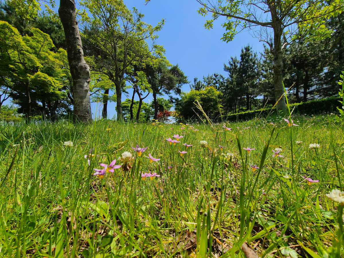 wild flower in meadows, vibrant green grass, delicate pink and white wildflowers, SD Desktop Wallpaper
