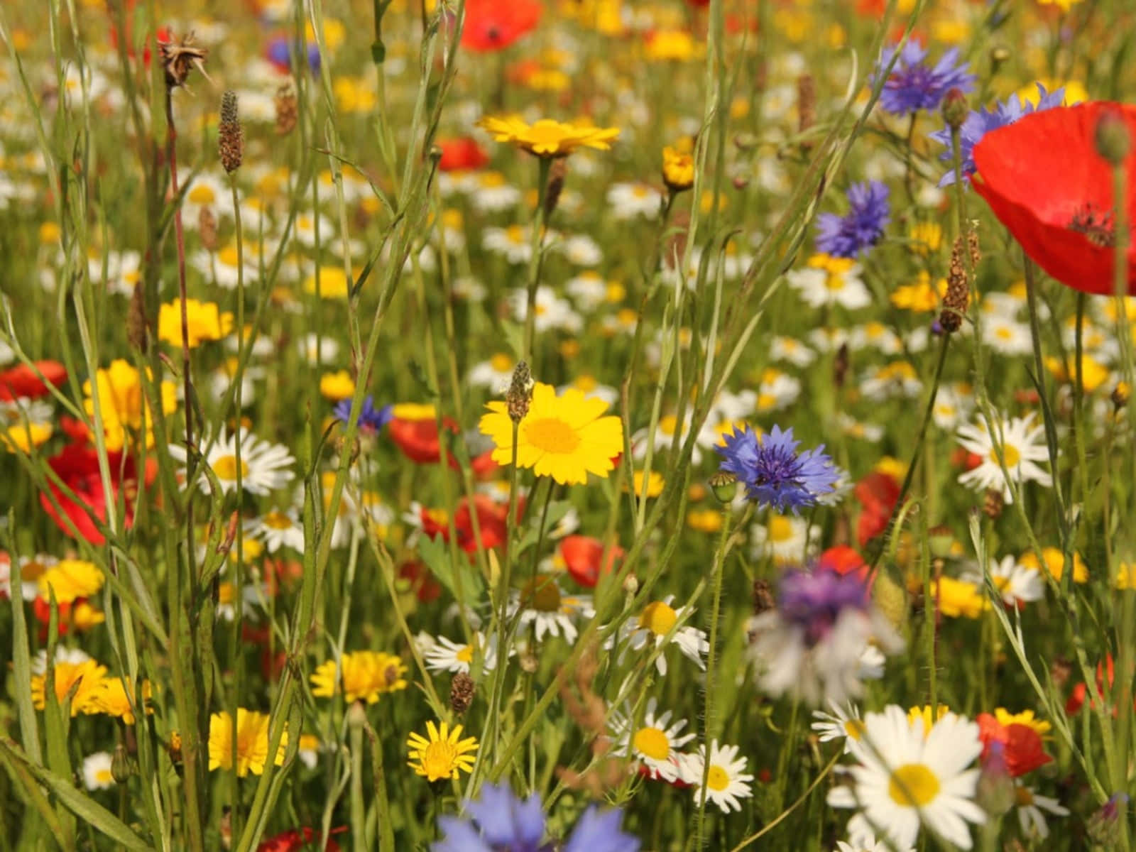 wild flower in meadows, sunlit meadow, red poppies, HD Desktop Wallpaper