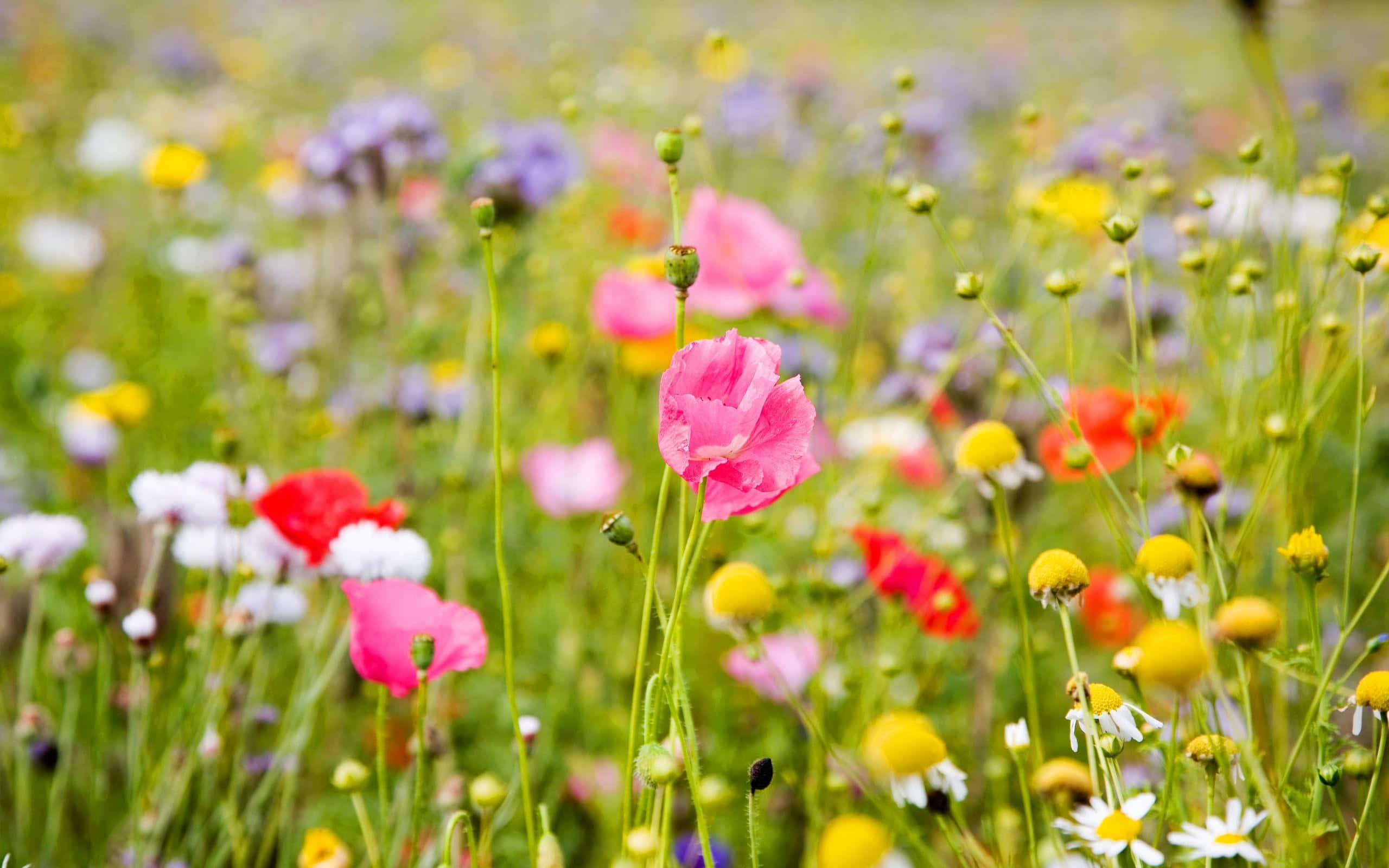 wild flower in meadows, pink poppies, yellow daisies, 2K Desktop Wallpaper