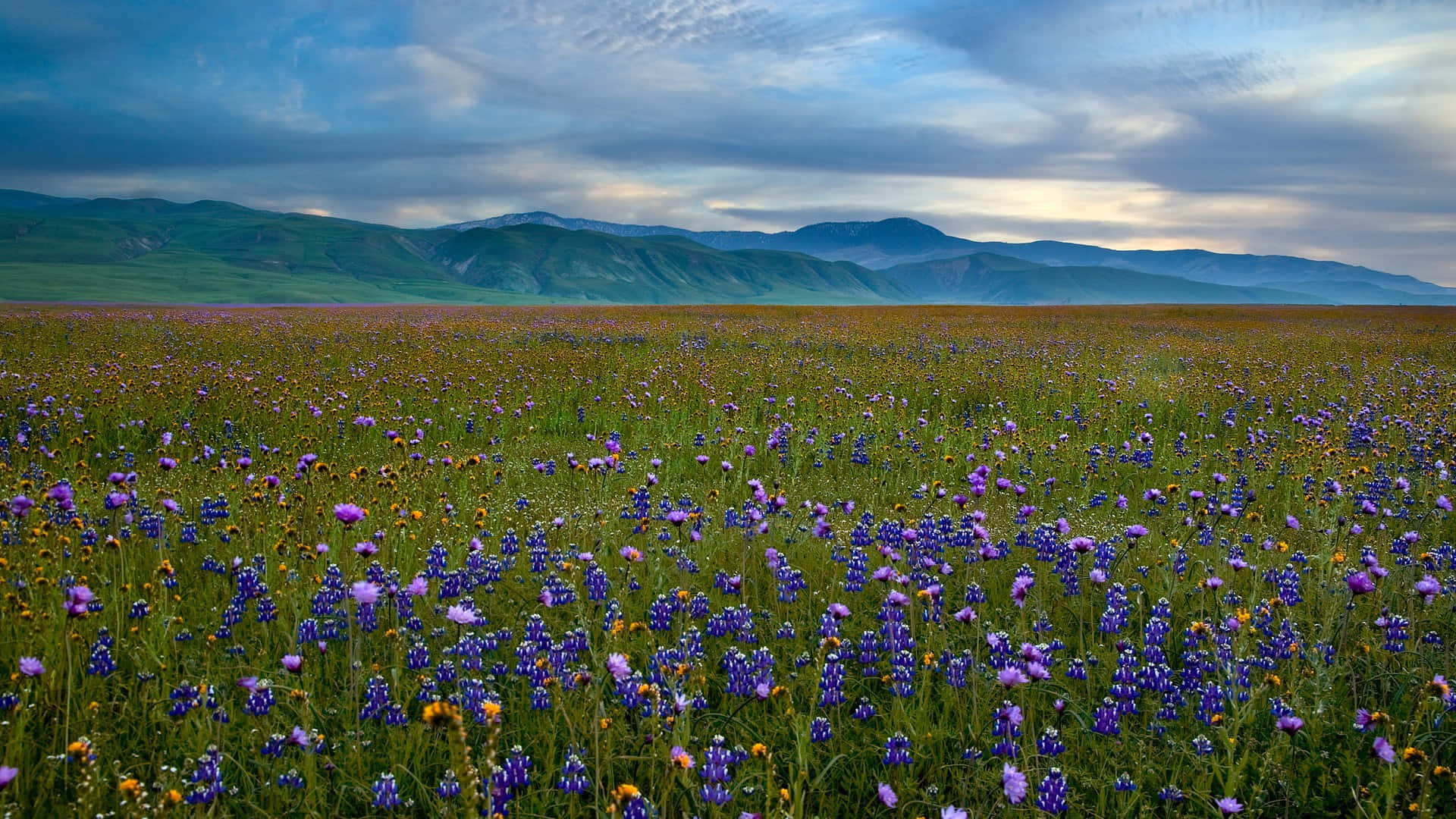 wild flower in meadows, purple wildflowers, lush meadow, Full HD Desktop Wallpaper