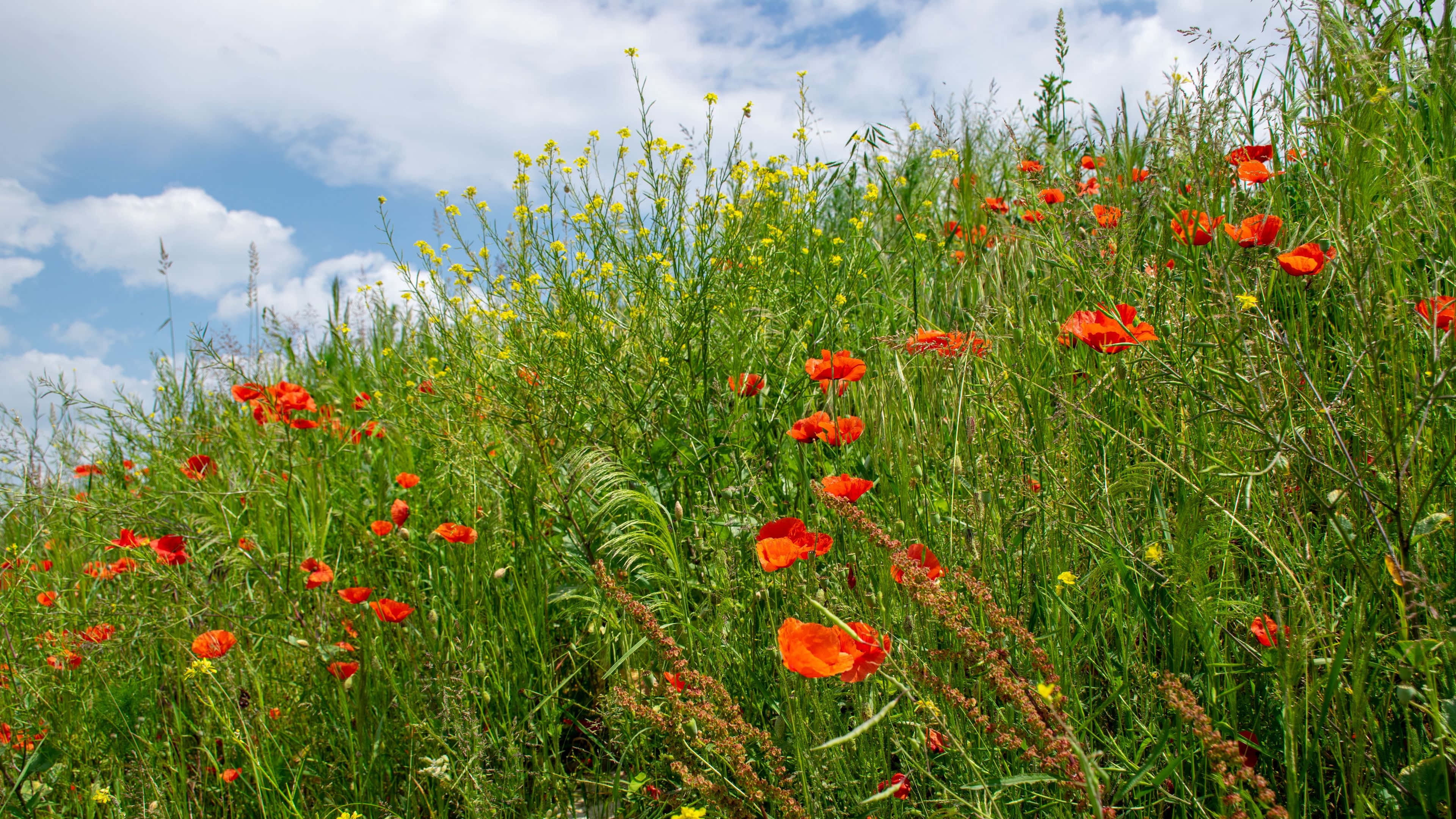wild flower in meadows, red poppies, yellow wildflowers, 4K Desktop Wallpaper