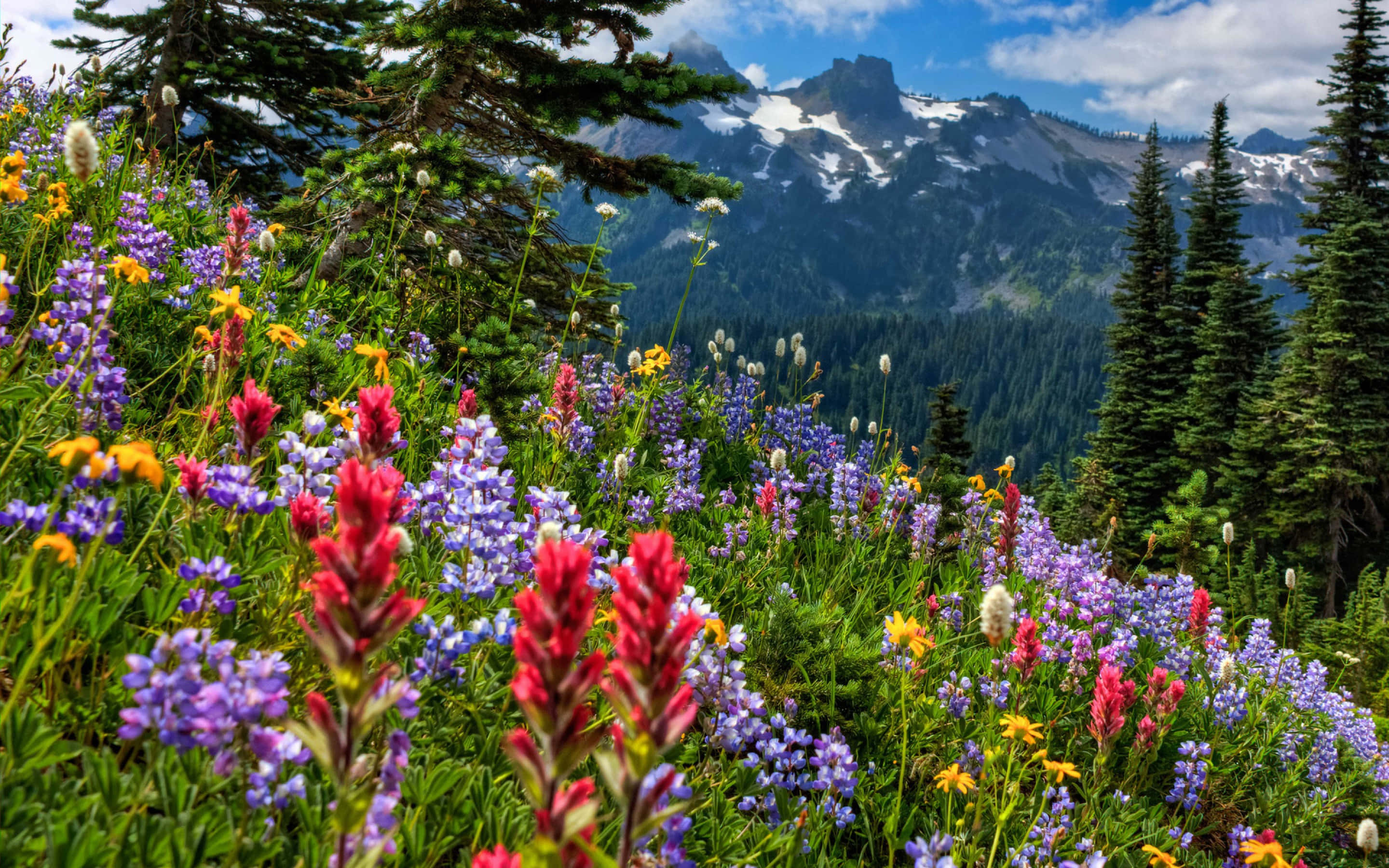 wild flower in meadows, vibrant wildflowers, picturesque meadow, 2K Desktop Wallpaper