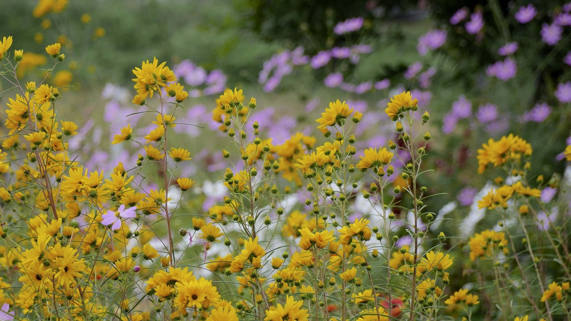 wild flower in meadows, yellow flowers, purple blooms, Full HD Desktop Wallpaper