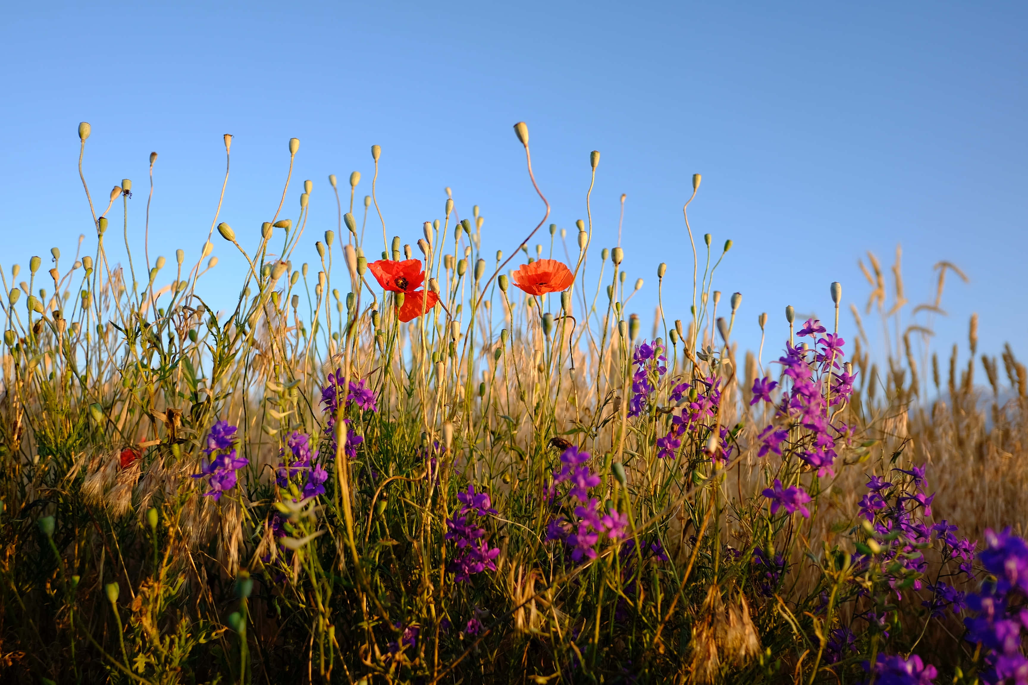 wild flower in meadows, vibrant red poppies, purple wildflowers, 2K Desktop Wallpaper